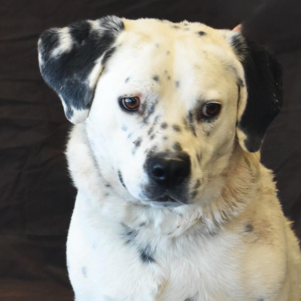 Poncho, a Adoptable mixed breed in Rifle, CO image 4/6