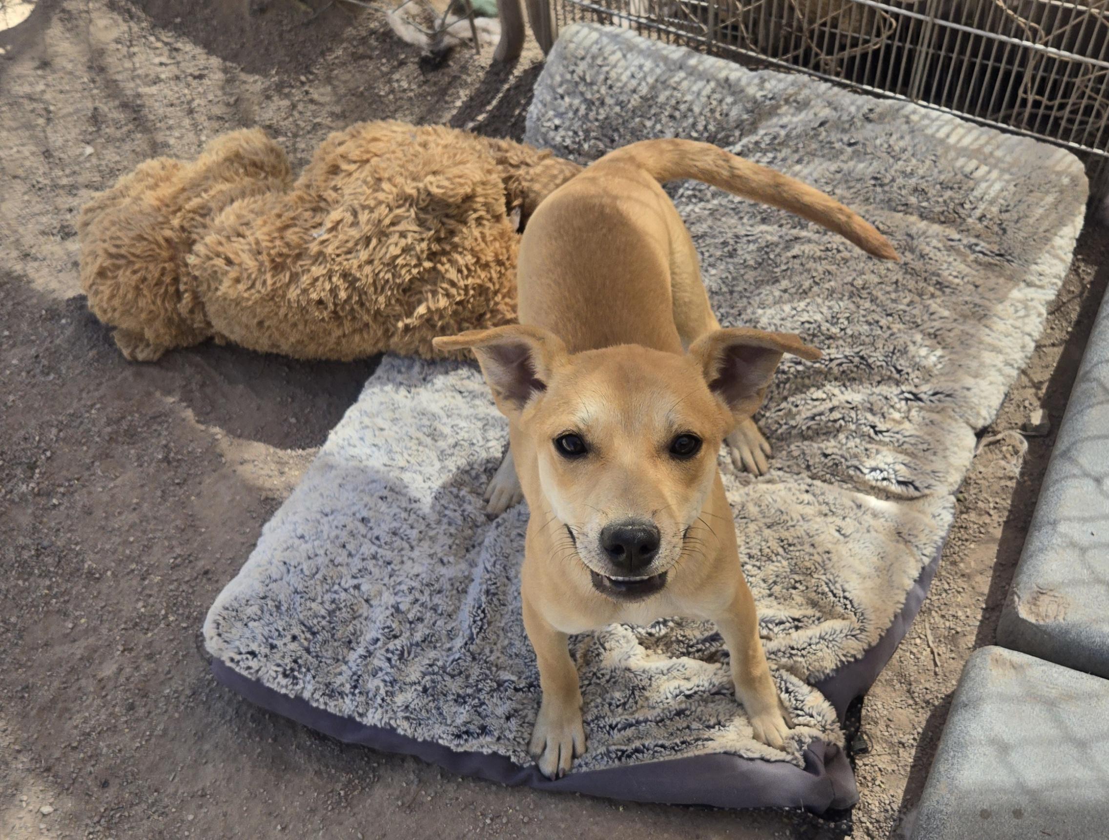 Enlarge Ticky, an adopted mixed breed in Nogales, AZ image 2/5