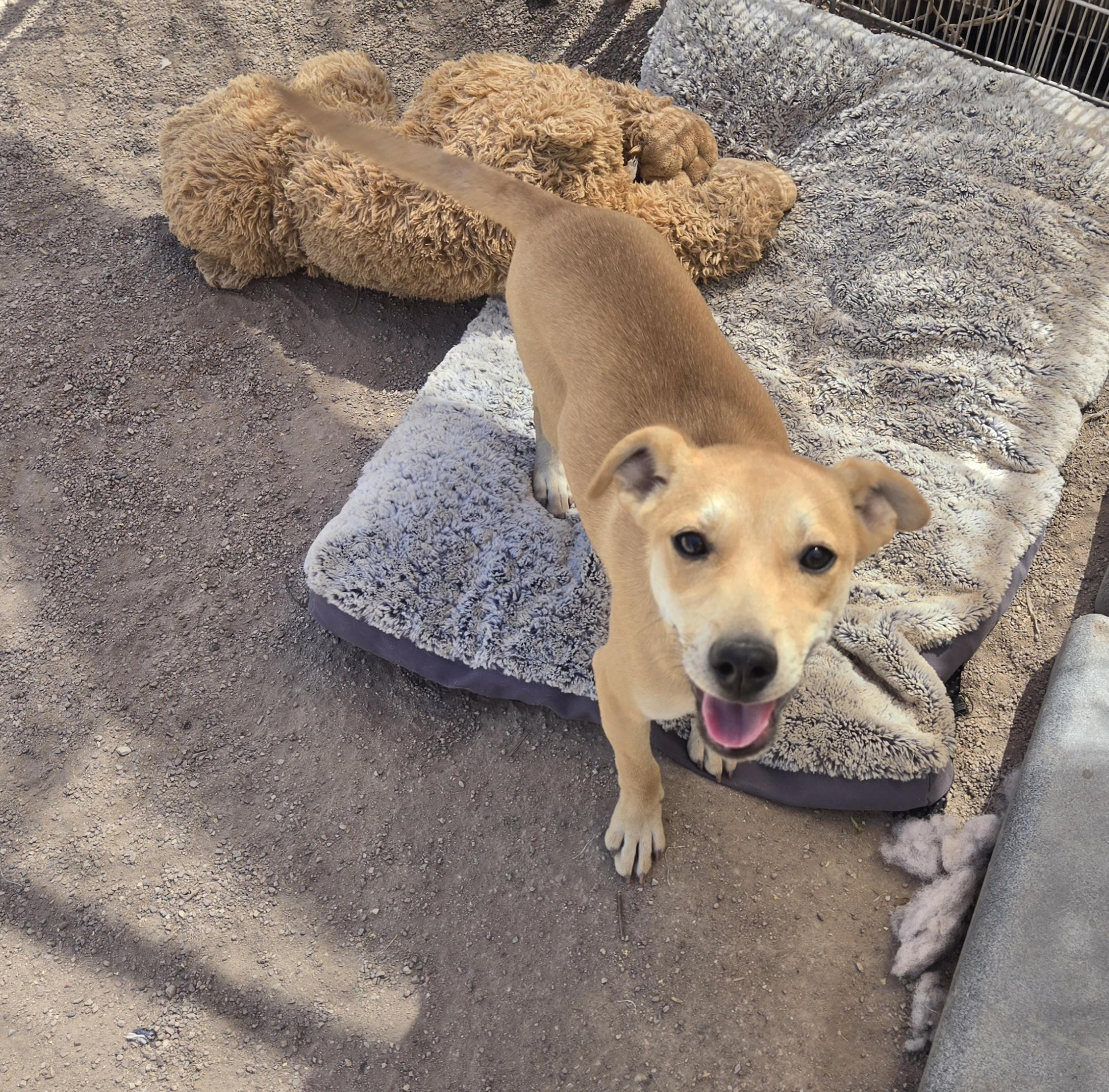 Enlarge Ticky, an adopted mixed breed in Nogales, AZ image 4/5