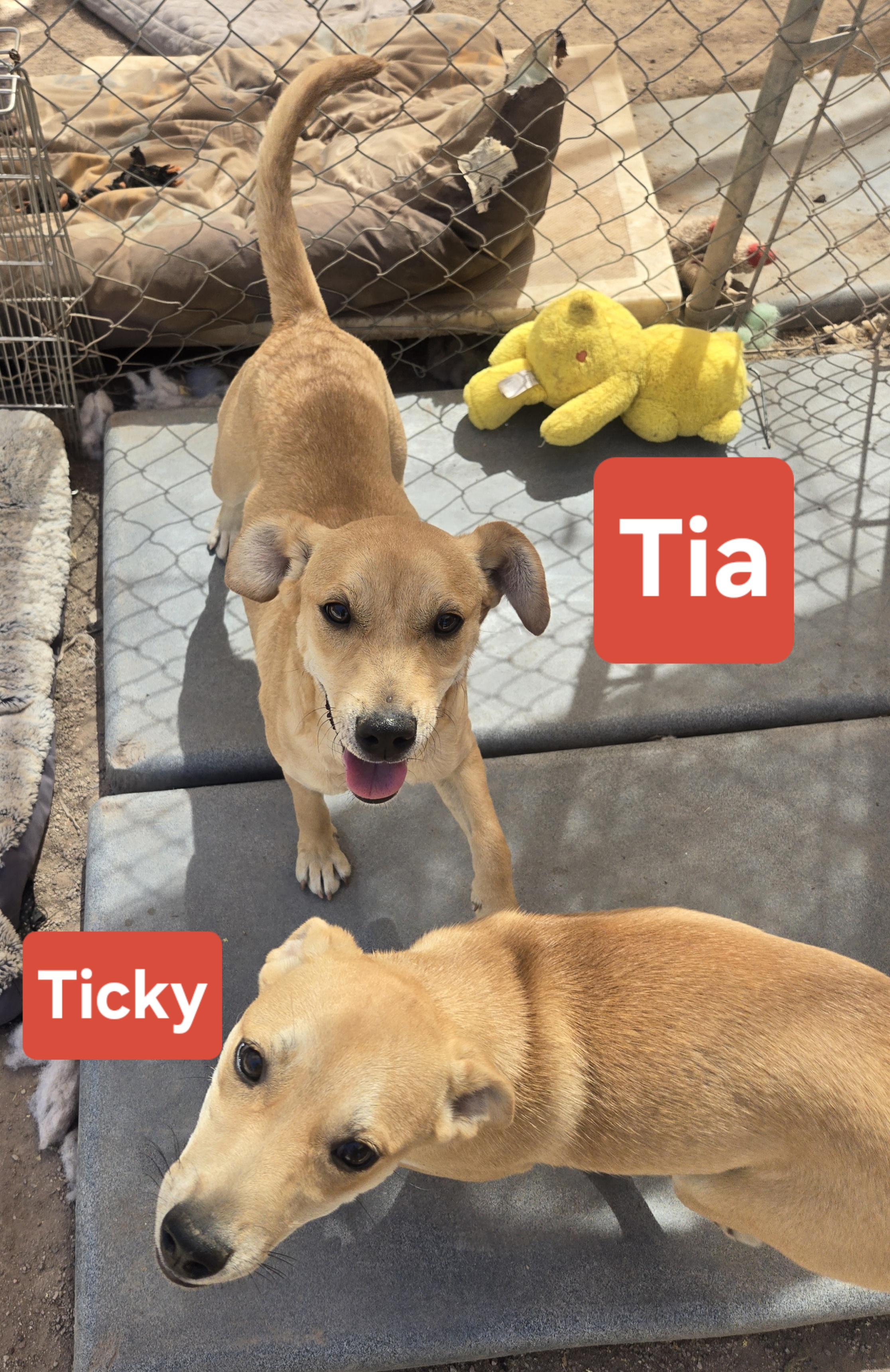 Enlarge Ticky, an adopted mixed breed in Nogales, AZ image 5/5