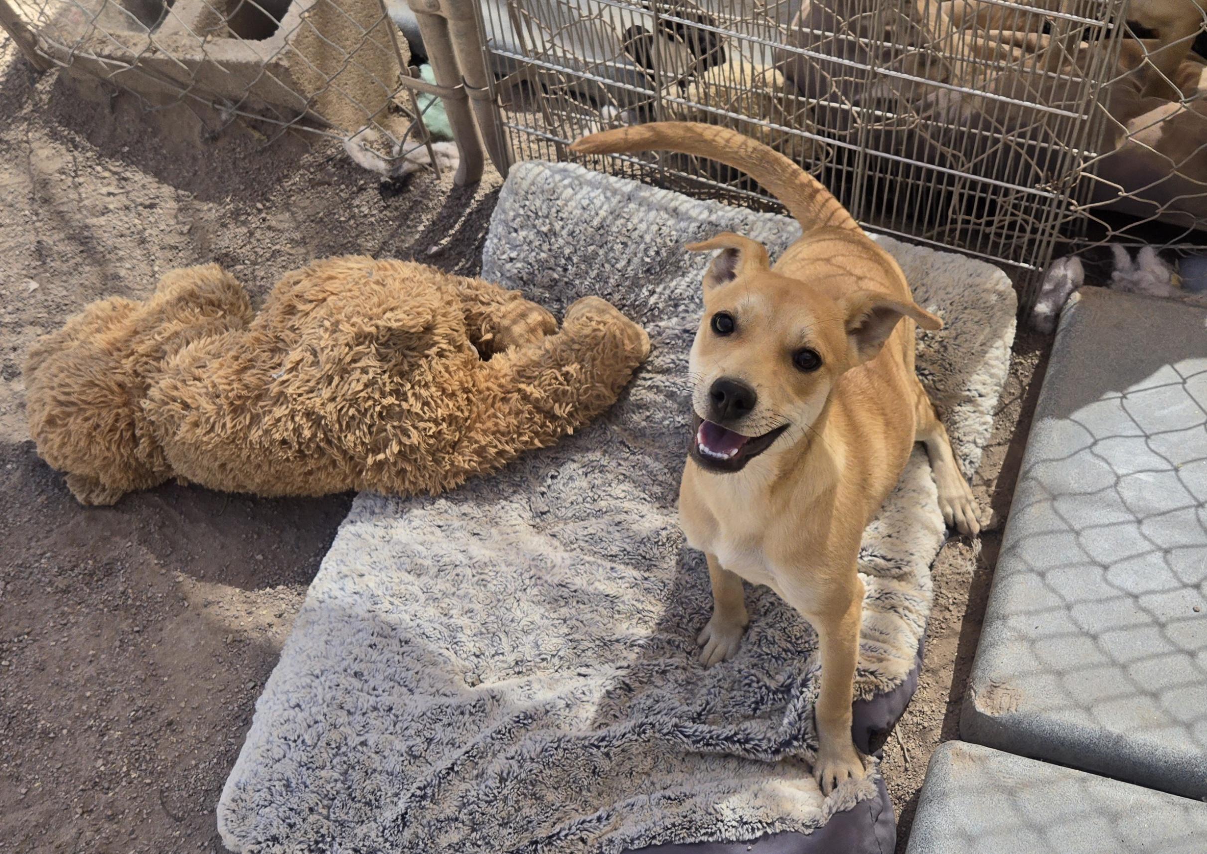 Ticky, adopted, Young Female Mixed Breed.