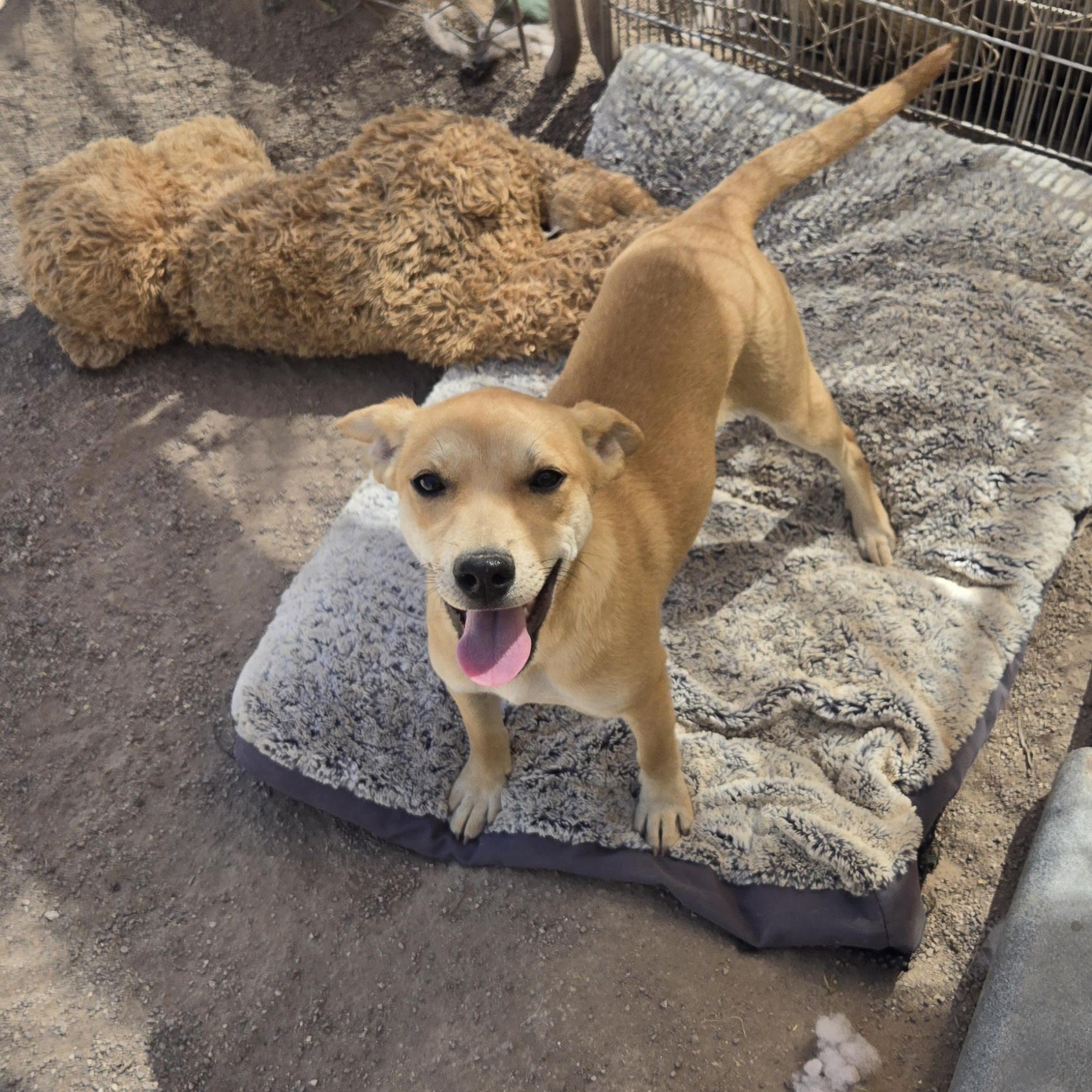 Enlarge Ticky, an adopted mixed breed in Nogales, AZ image 3/5