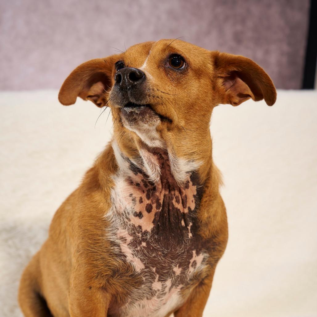 Enlarge RuPaul, a Adoptable Chihuahua in Chaska, MN image 1/5