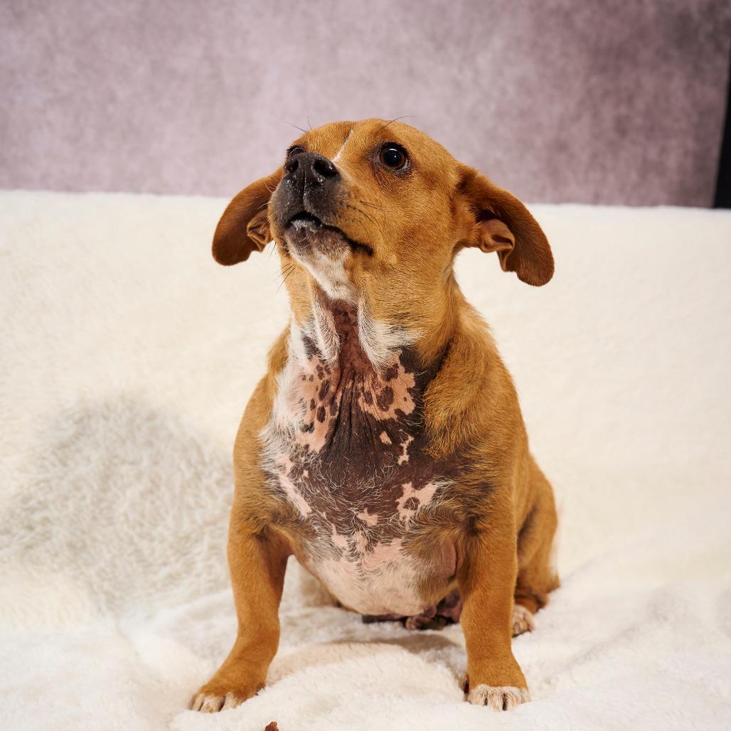 Enlarge RuPaul, a Adoptable Chihuahua in Chaska, MN image 2/5