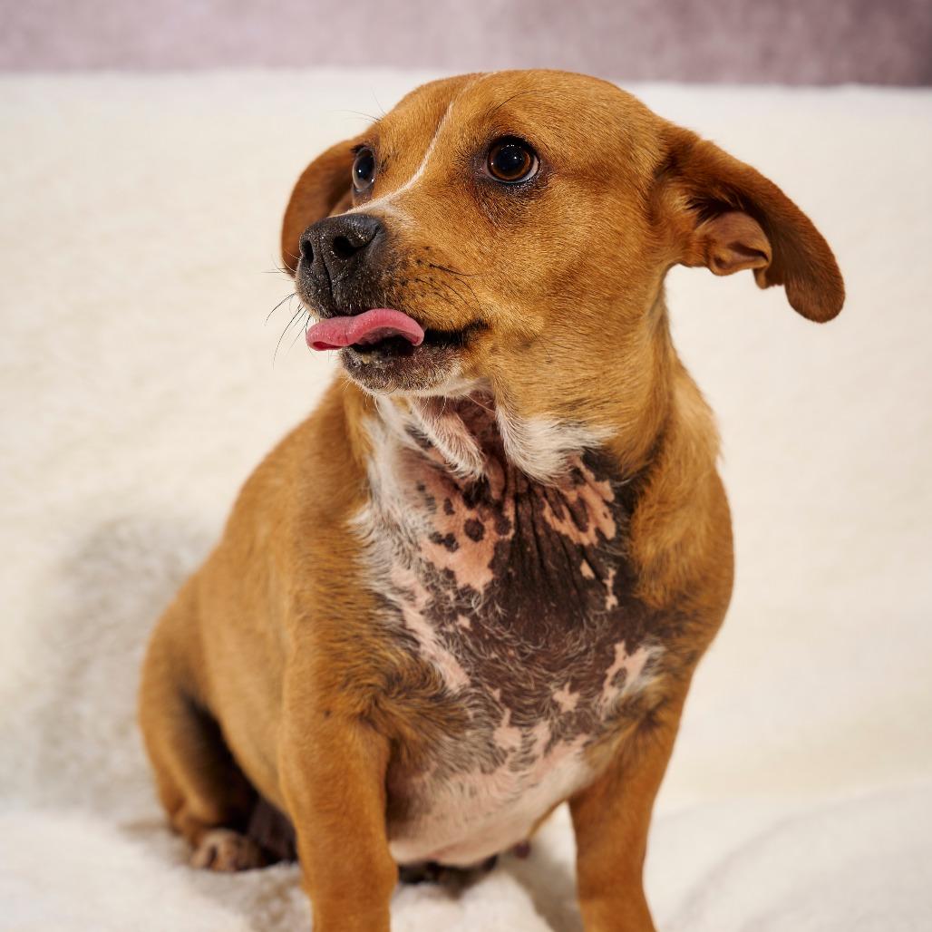 Enlarge RuPaul, a Adoptable Chihuahua in Chaska, MN image 3/5