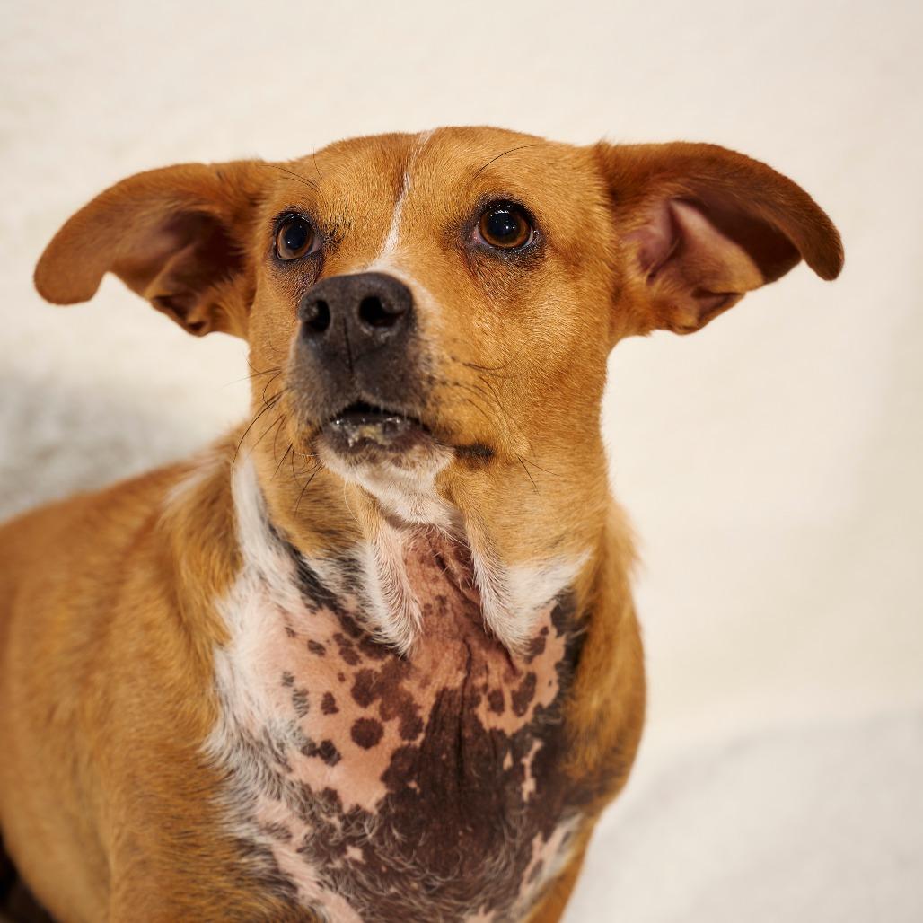 Enlarge RuPaul, a Adoptable Chihuahua in Chaska, MN image 4/5