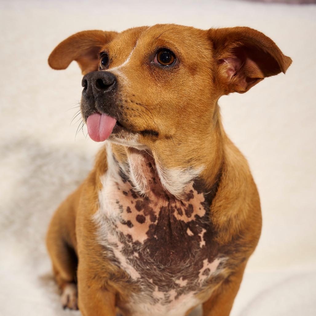 Enlarge RuPaul, a Adoptable Chihuahua in Chaska, MN image 5/5