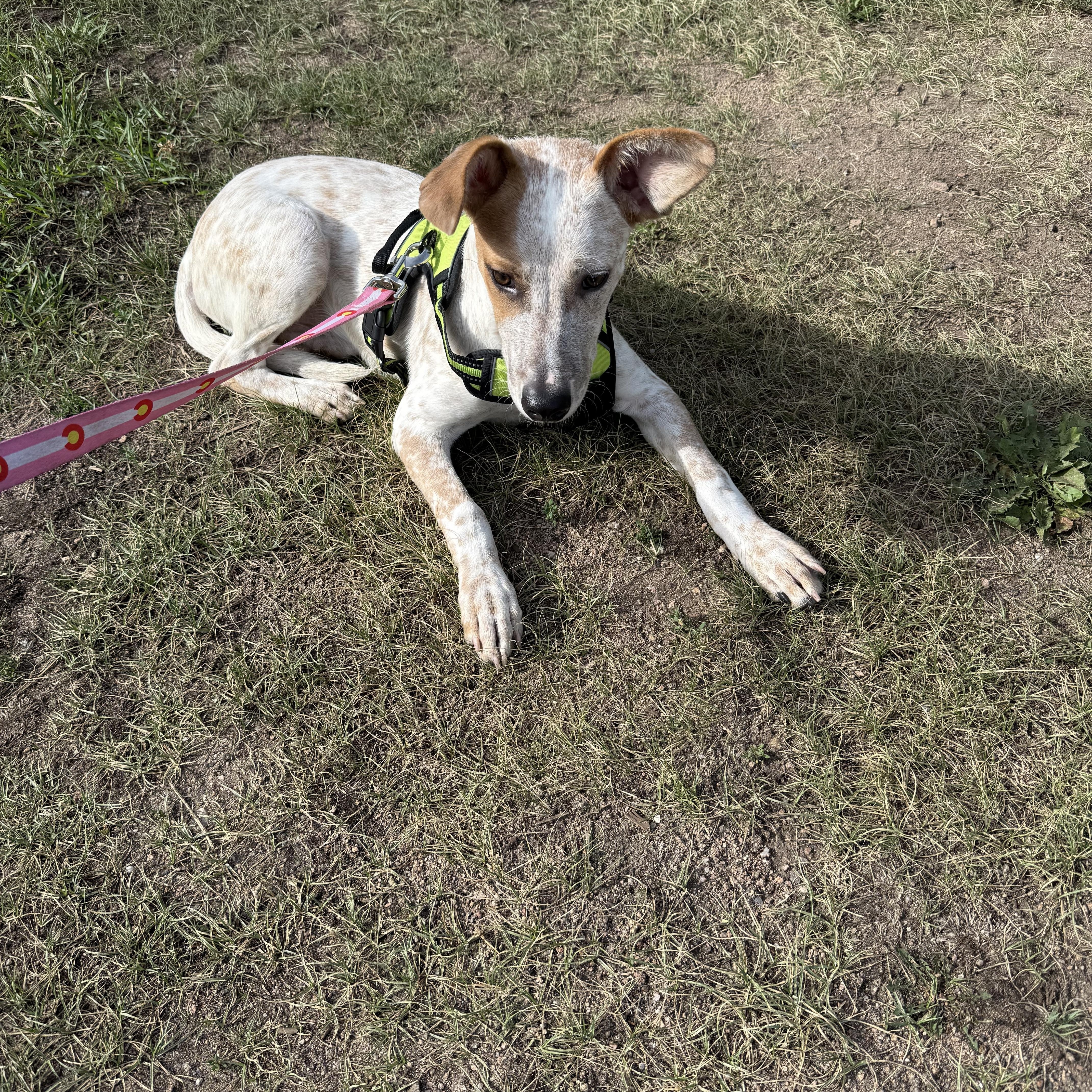 Waffles, an adoptable Australian Cattle Dog / Blue Heeler in eugene, OR, 97402 | Photo Image 3