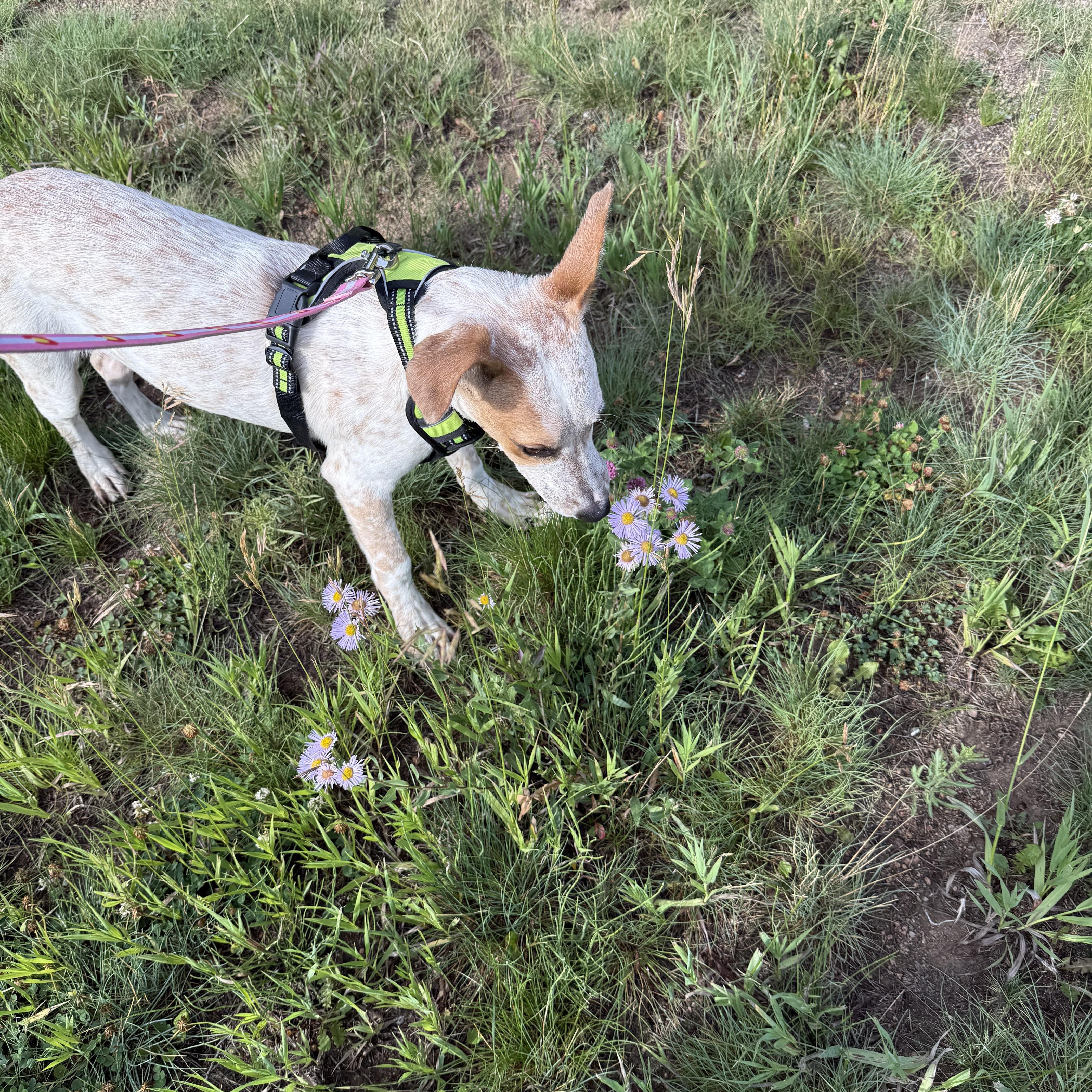 Waffles, an adoptable Australian Cattle Dog / Blue Heeler in eugene, OR, 97402 | Photo Image 2
