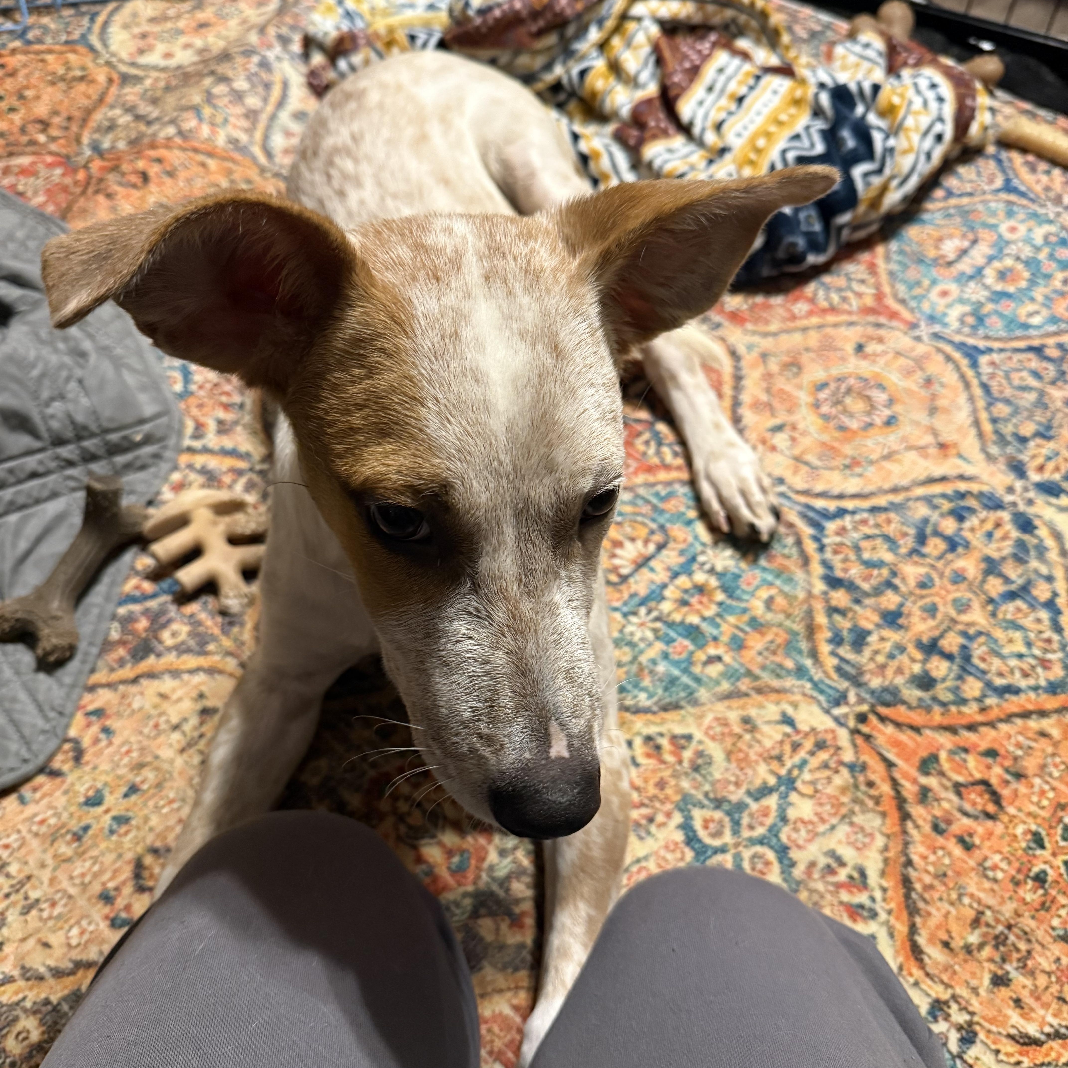 Waffles, an adoptable Australian Cattle Dog / Blue Heeler in eugene, OR, 97402 | Photo Image 6