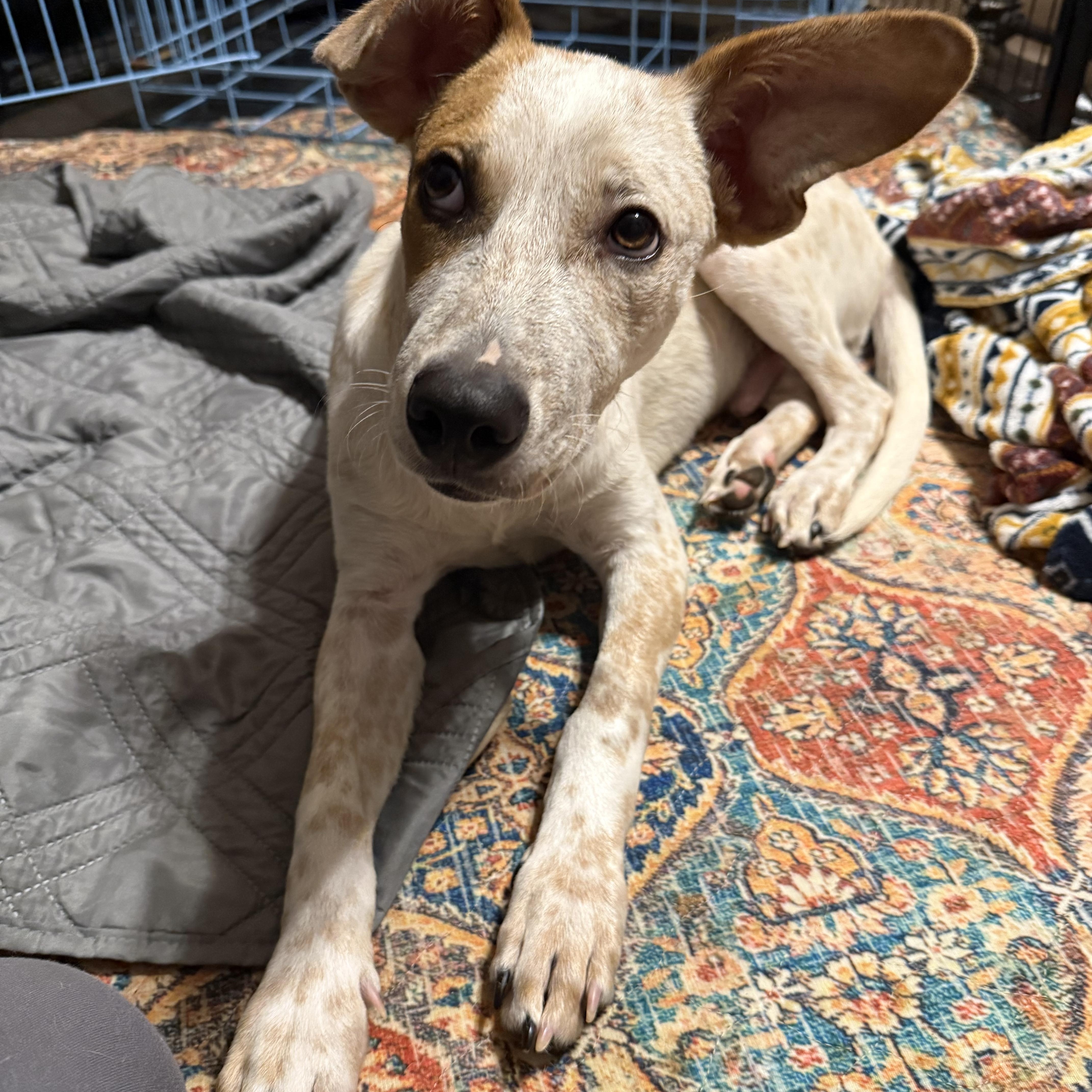 Waffles, an adoptable Australian Cattle Dog / Blue Heeler in eugene, OR, 97402 | Photo Image 4