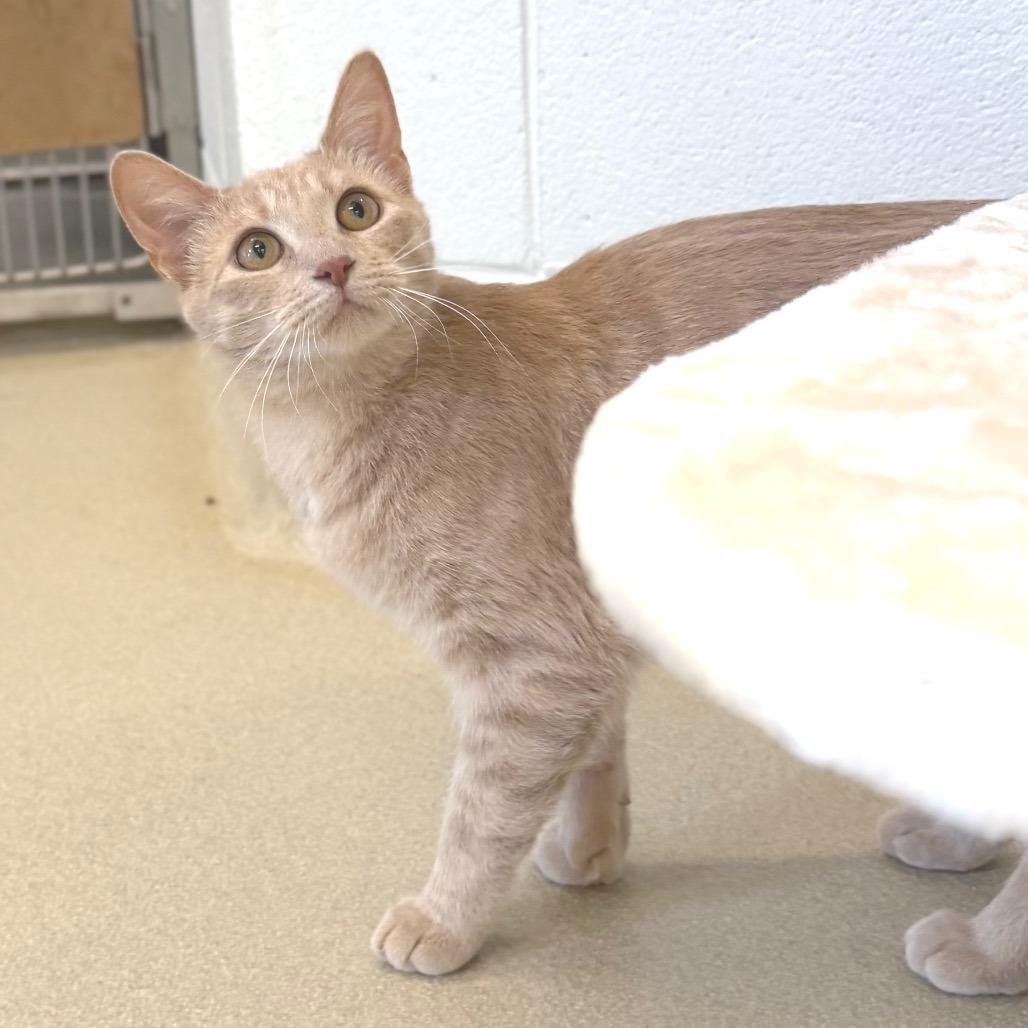Enlarge Sparkle Pants, a Adoptable American Shorthair in Marshall, VA image 1/3