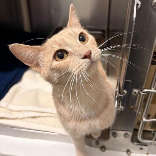 Enlarge Sparkle Pants, a Adoptable American Shorthair in Marshall, VA image 2/3