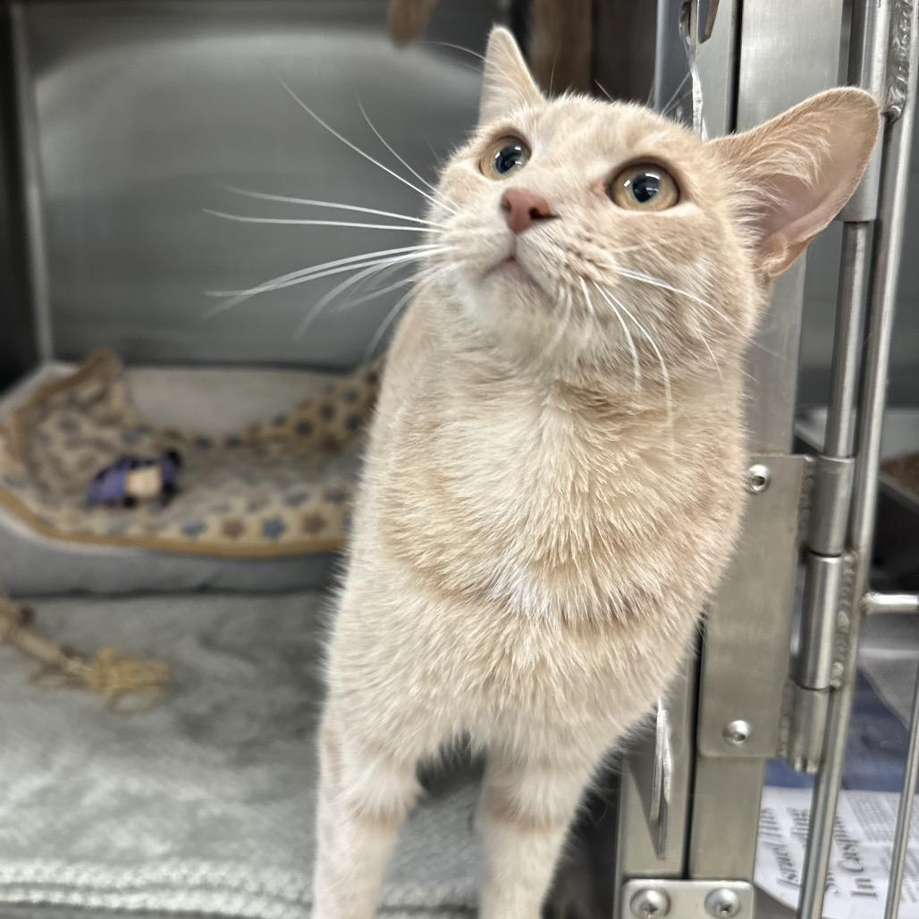 Enlarge Sparkle Pants, a Adoptable American Shorthair in Marshall, VA image 3/3