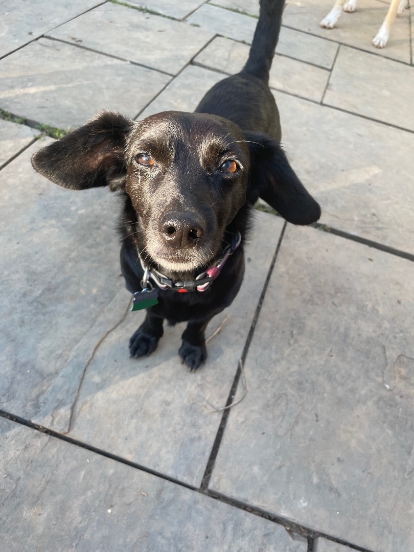 Milo, a Adopted Dachshund in POTOMAC, MD image 1/5