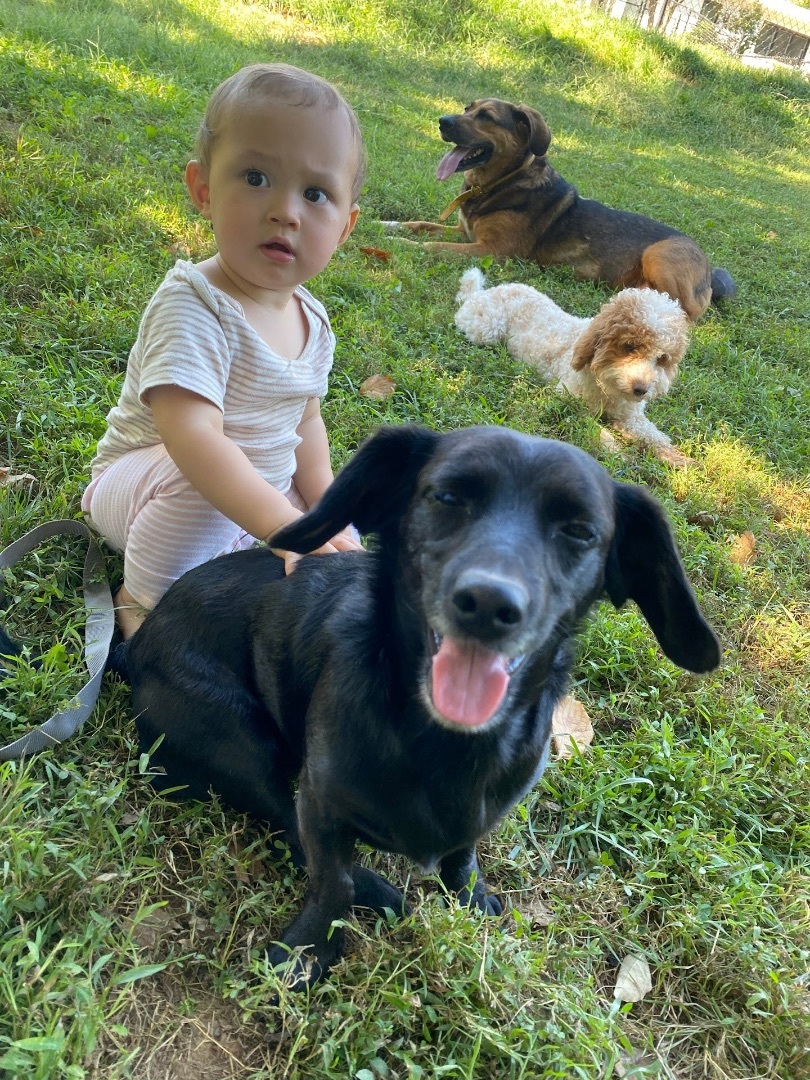 Milo, a Adopted Dachshund in POTOMAC, MD image 2/5