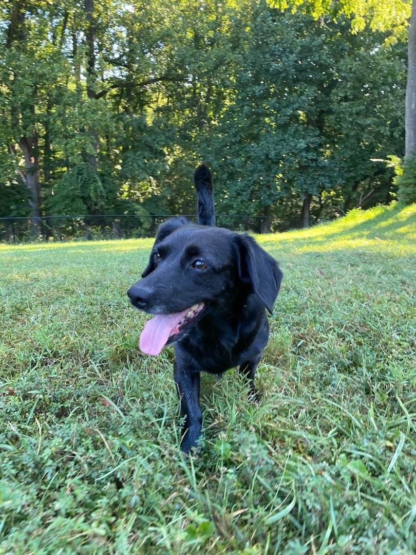 Milo, a Adopted Dachshund in POTOMAC, MD image 3/5