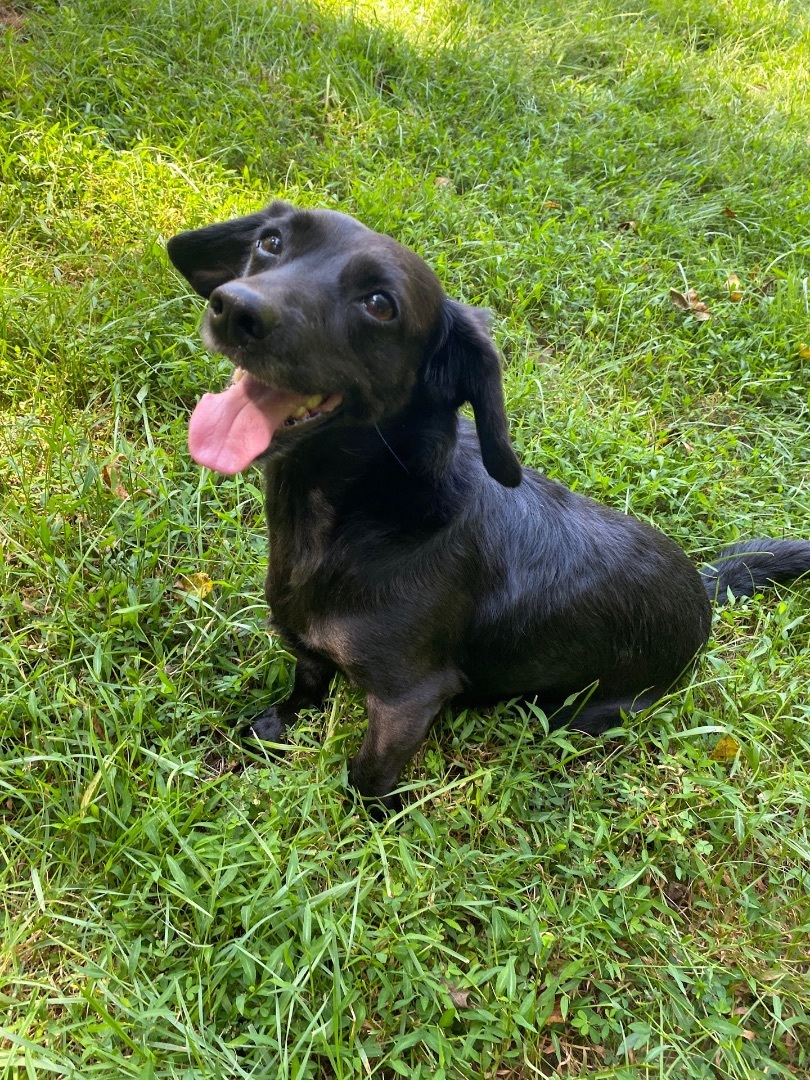 Milo, a Adopted Dachshund in POTOMAC, MD image 4/5