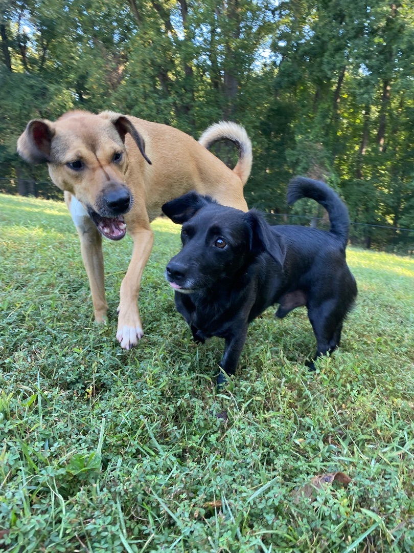 Milo, a Adopted Dachshund in POTOMAC, MD image 5/5