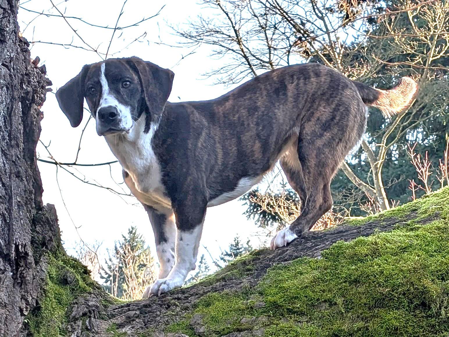 CAMEO the Happy Camper!, adopted, Young Female Basset Hound.