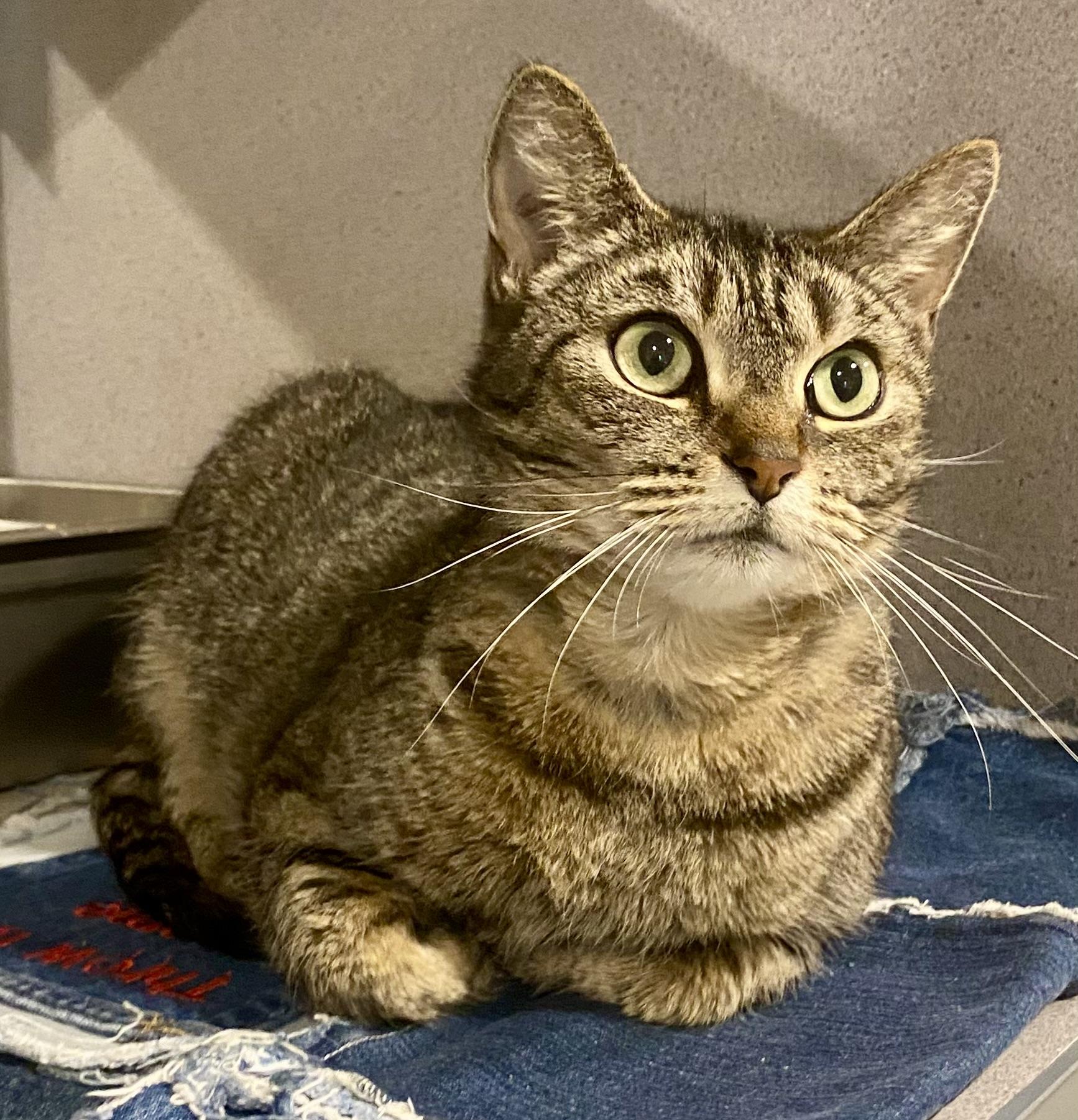 Molly, adopted, Young Female Domestic Short Hair.