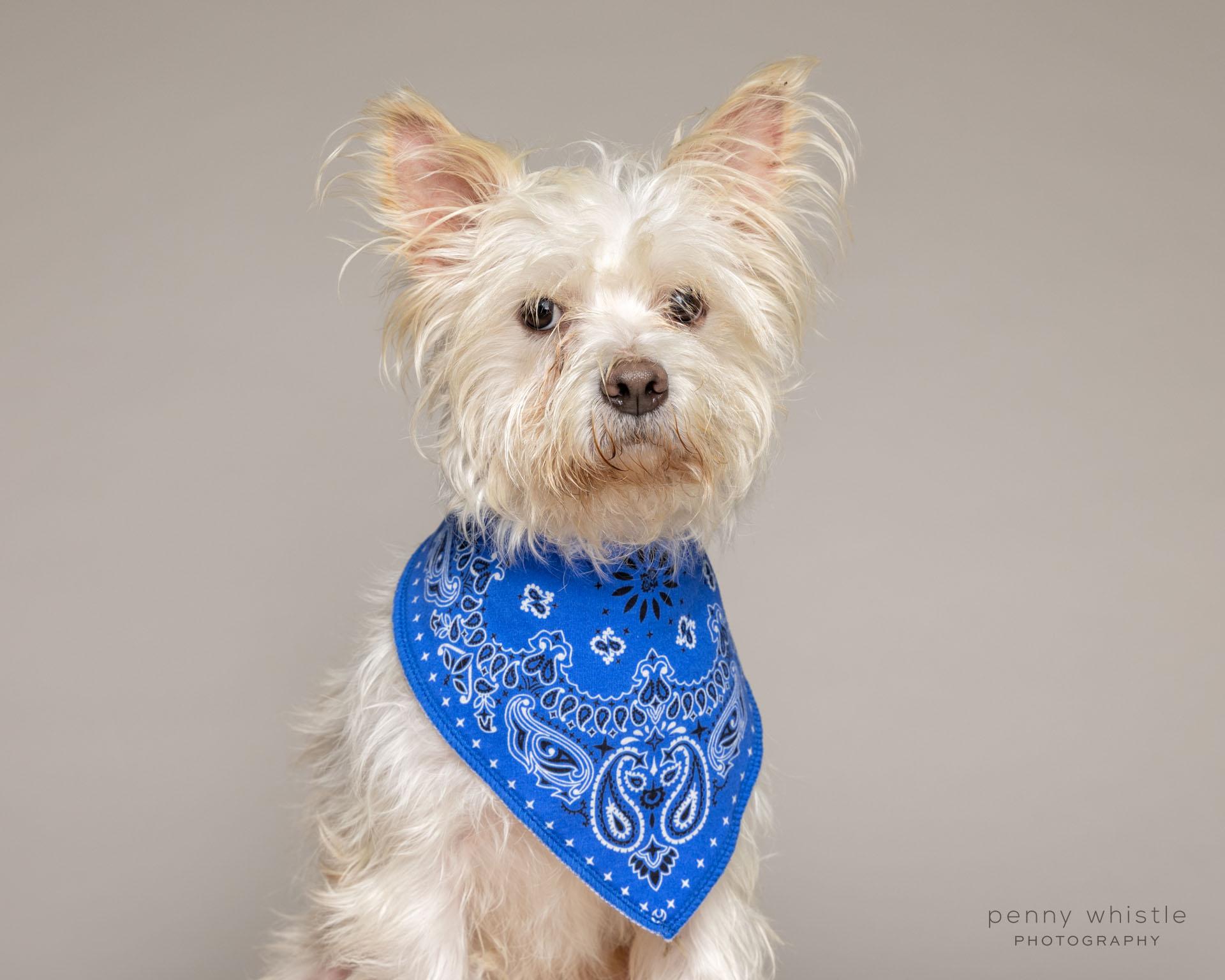 Enlarge Kittle , an adopted mixed breed in Coppell, TX image 1/3