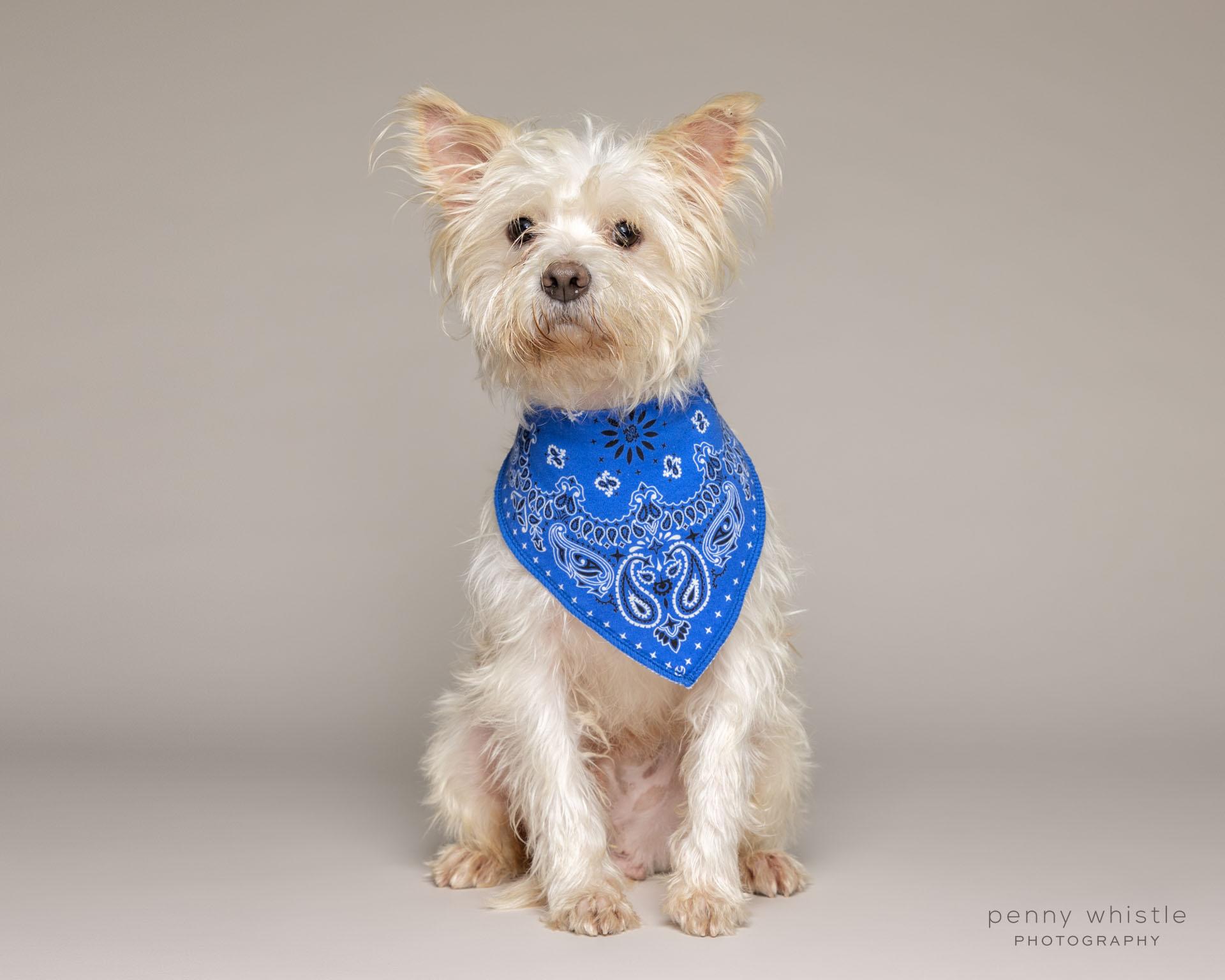 Enlarge Kittle , an adopted mixed breed in Coppell, TX image 3/3