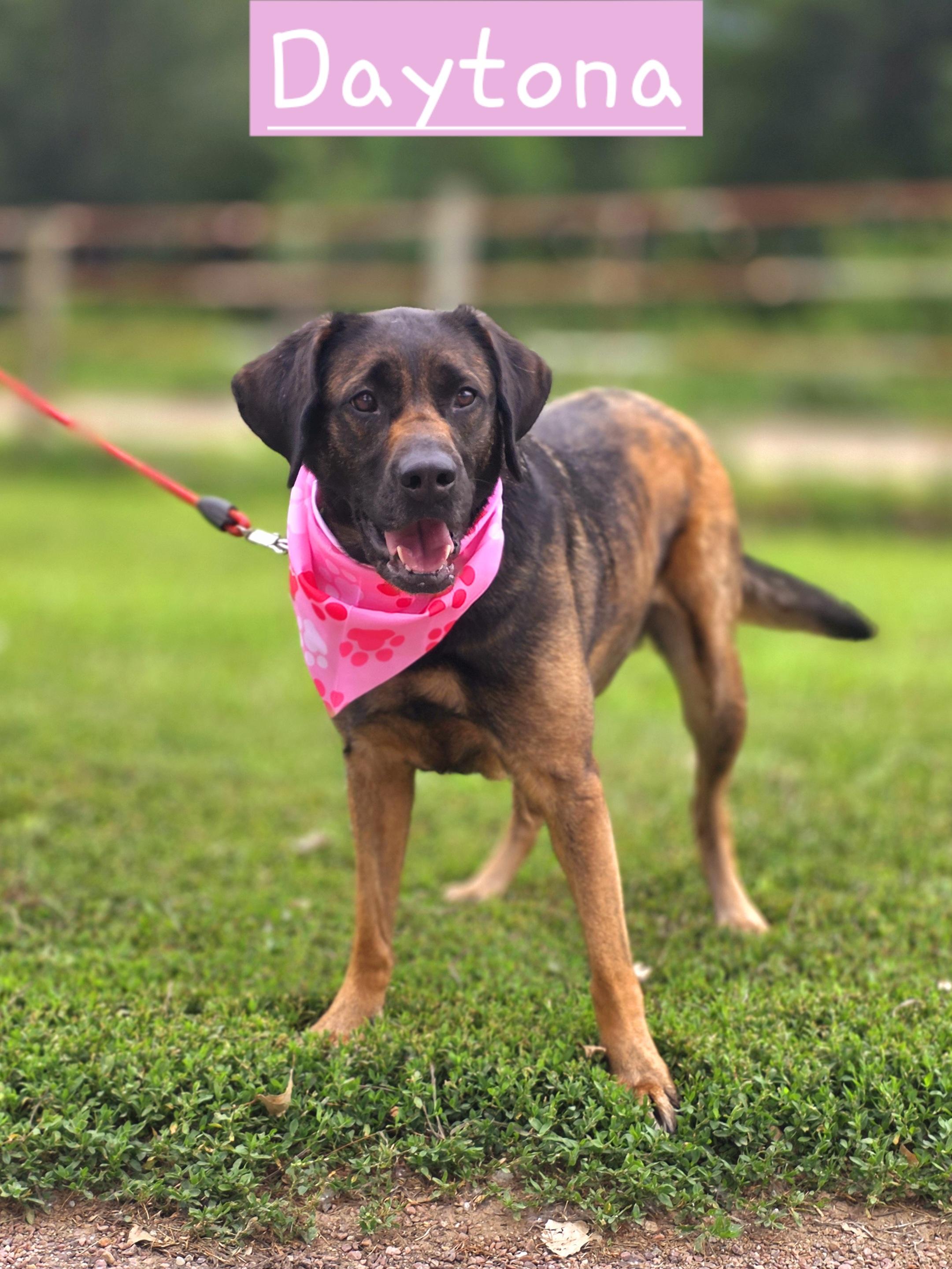Daytona, ADOPTABLE, Adult Female Labrador Retriever & Mastiff.