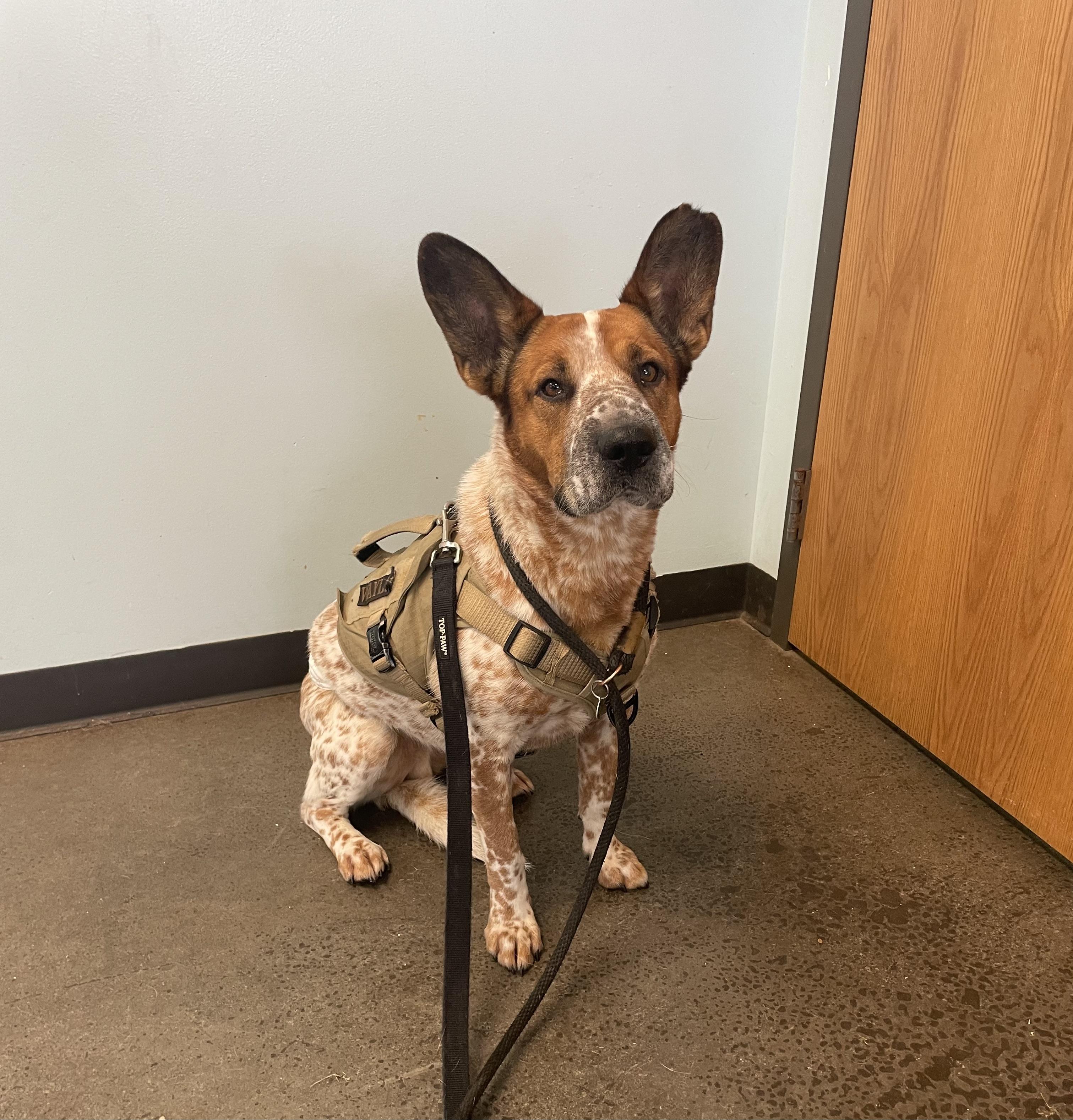 Enlarge Waylon, a Adoptable mixed breed in Mishawaka, IN image 2/5