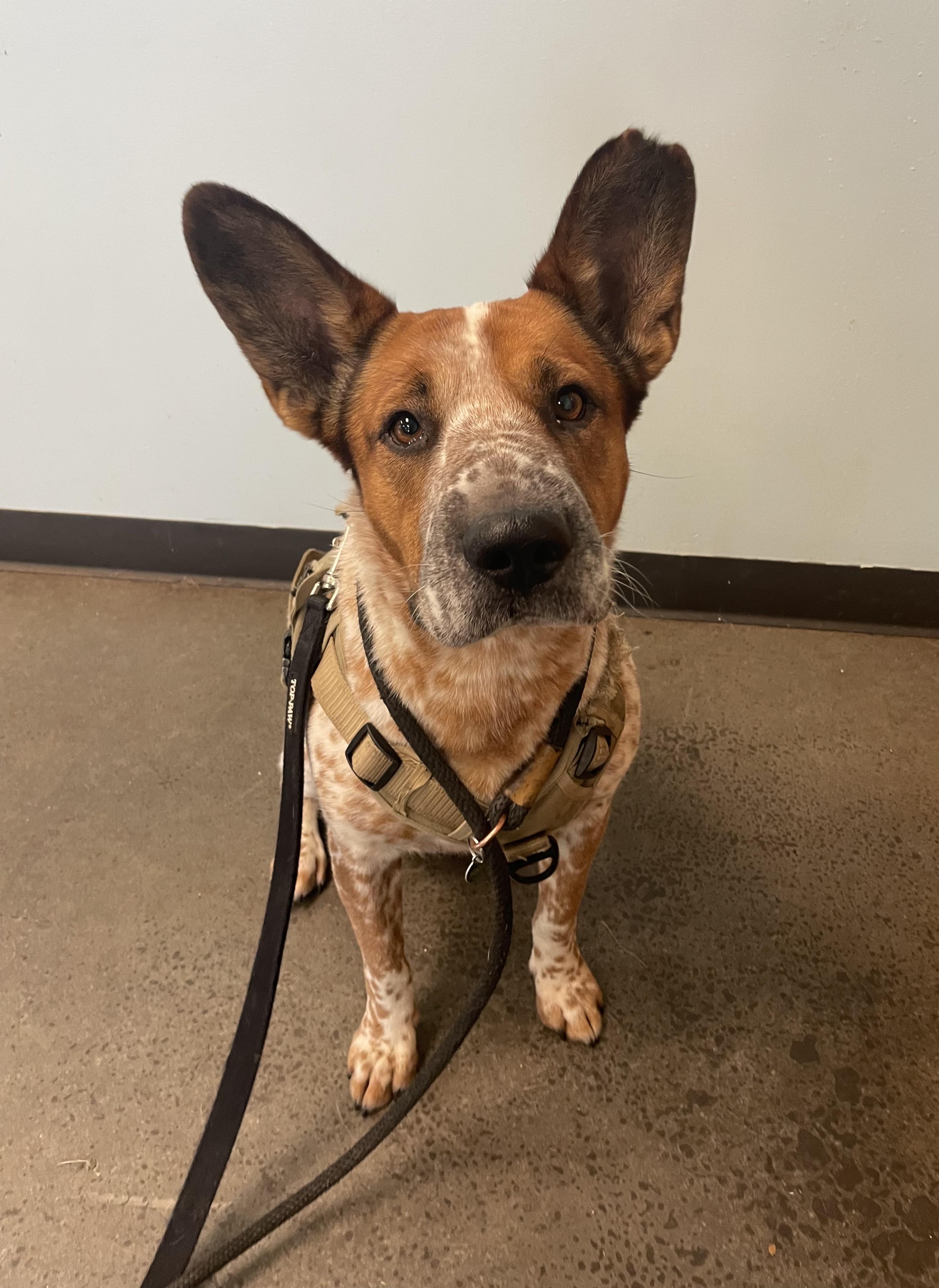 Enlarge Waylon, a Adoptable mixed breed in Mishawaka, IN image 5/5