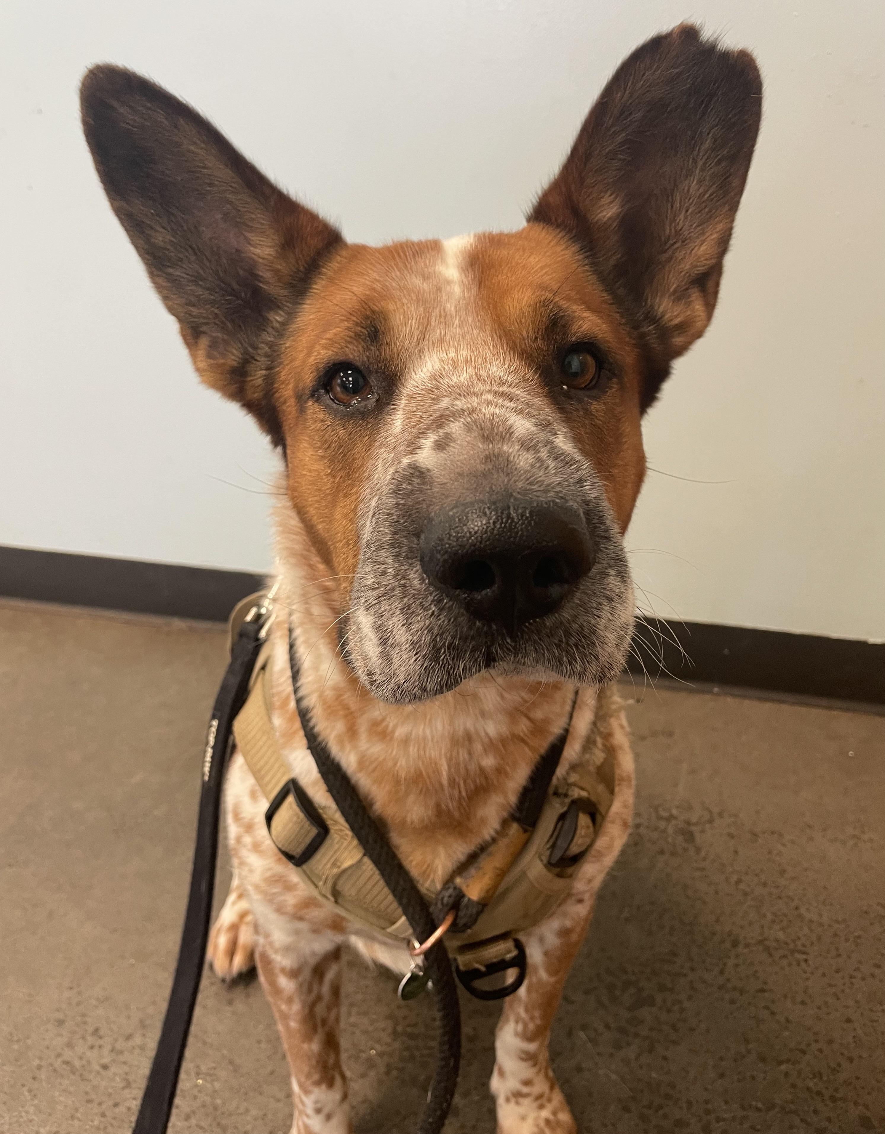 Enlarge Waylon, a Adoptable mixed breed in Mishawaka, IN image 3/5