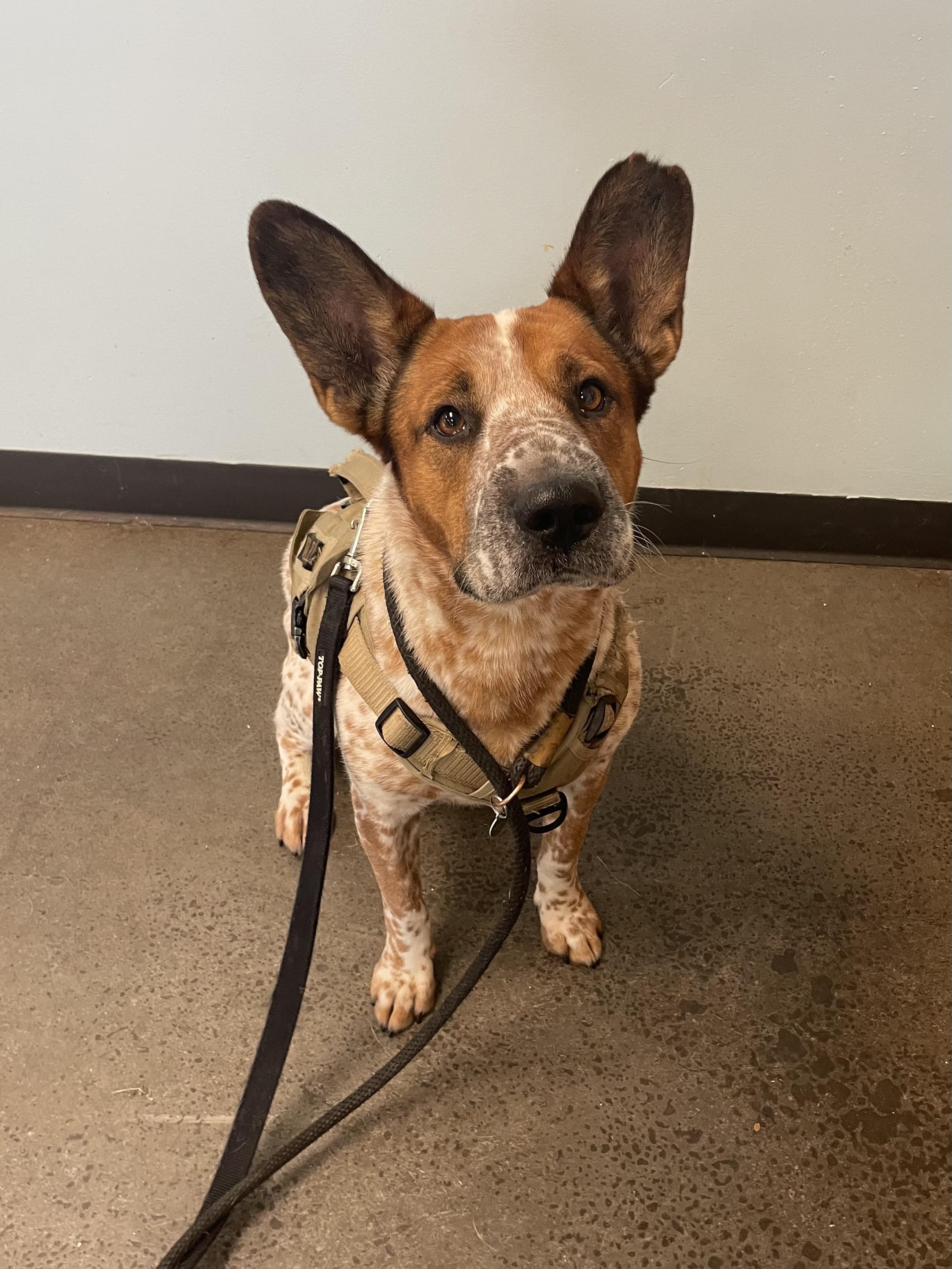 Enlarge Waylon, a Adoptable mixed breed in Mishawaka, IN image 4/5