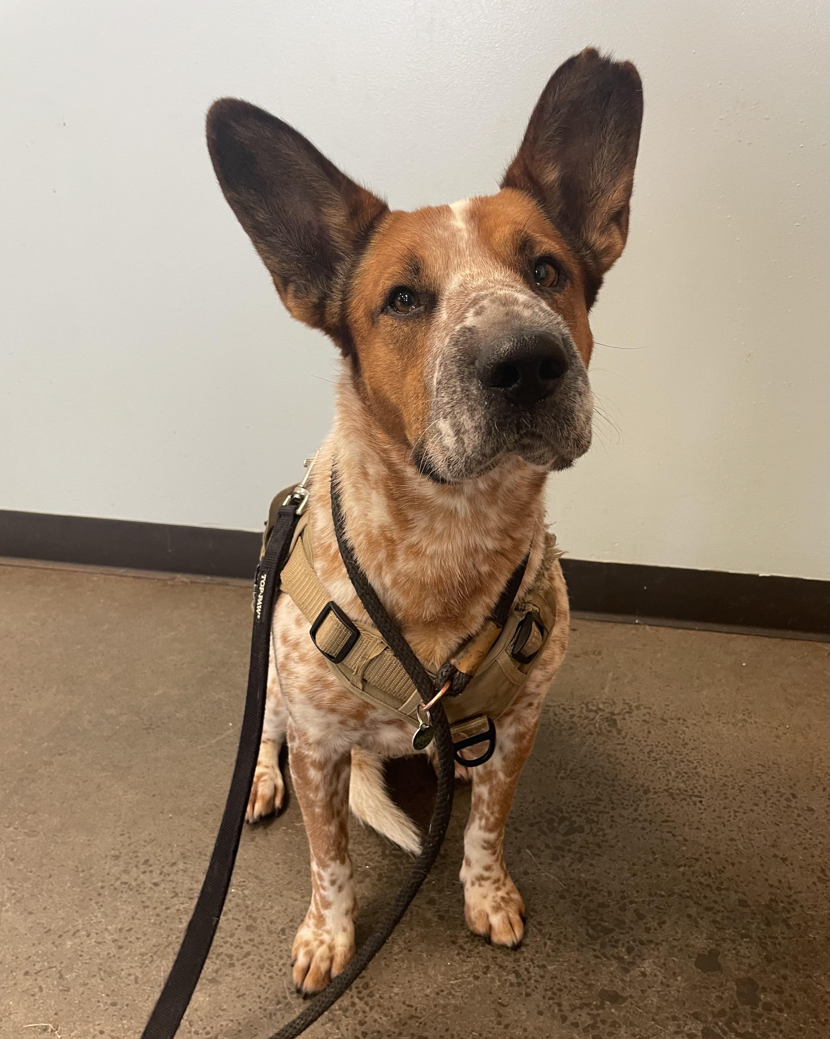Enlarge Waylon, a Adoptable mixed breed in Mishawaka, IN image 1/5