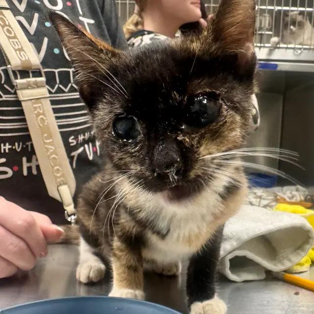 Kulani (Stevie), Adopted, Adult Female Domestic Short Hair.