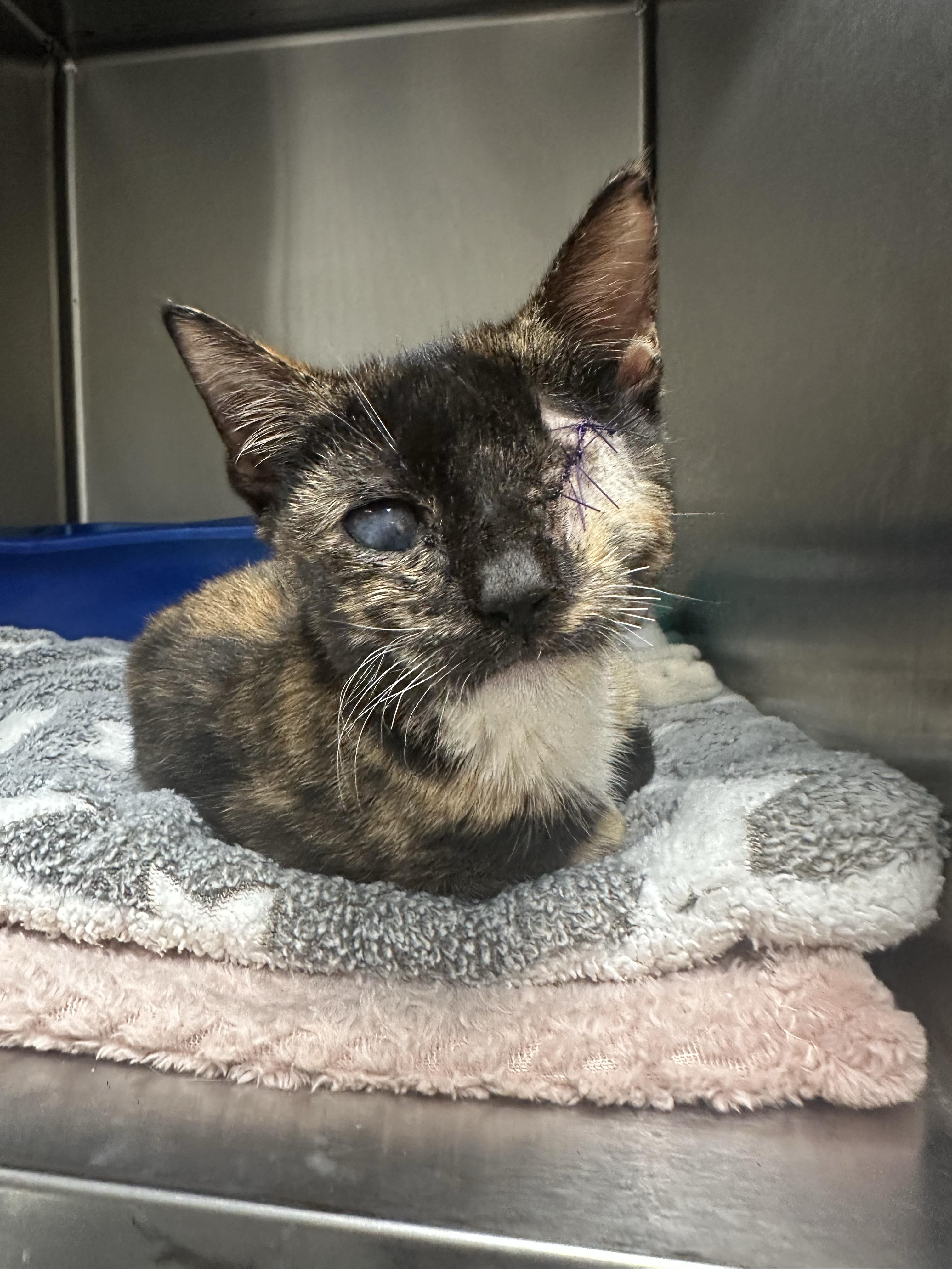 Enlarge Kulani (Stevie), a Adopted Domestic Short Hair in Honolulu, HI image 2/3