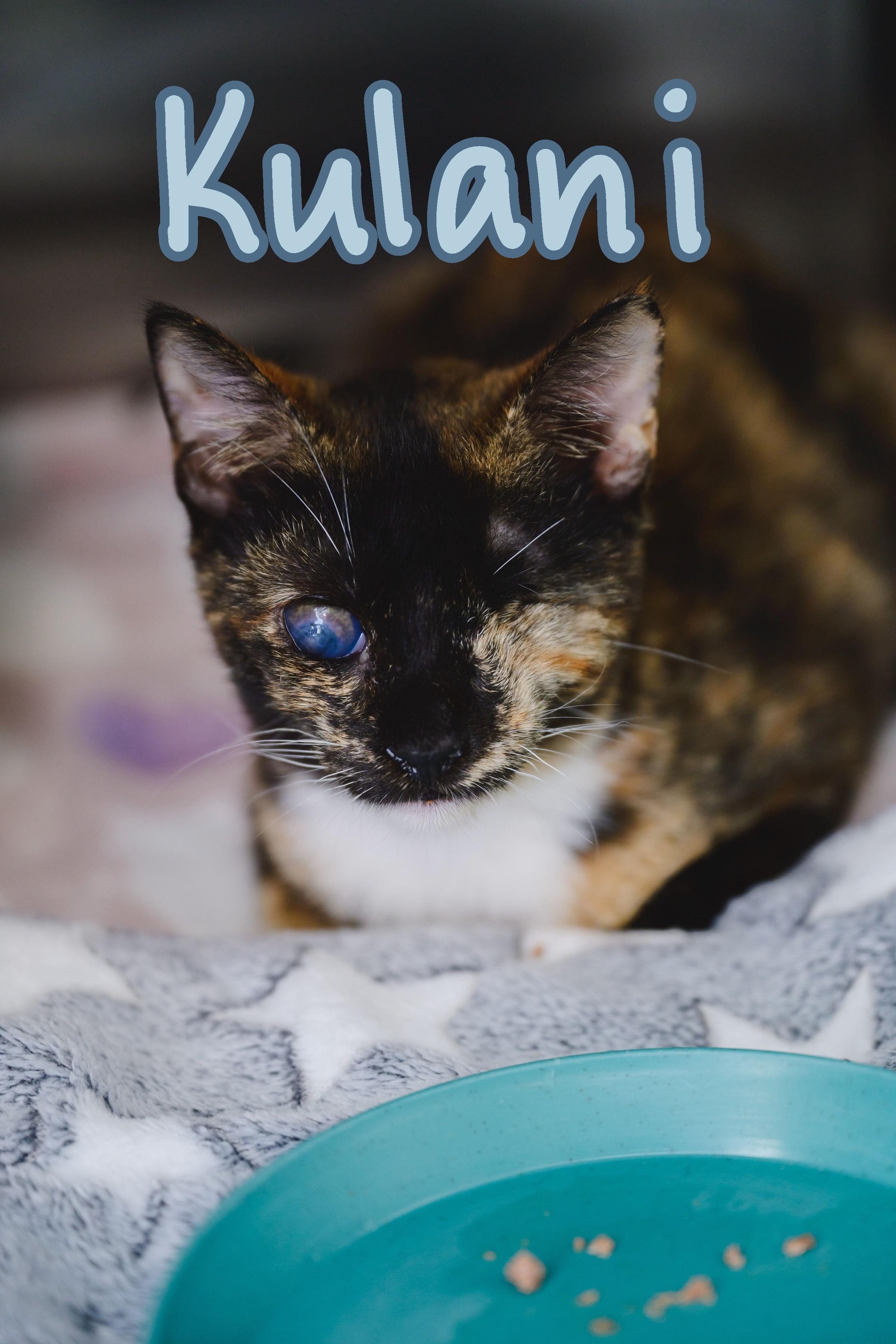Enlarge Kulani (Stevie), a Adopted Domestic Short Hair in Honolulu, HI image 3/3
