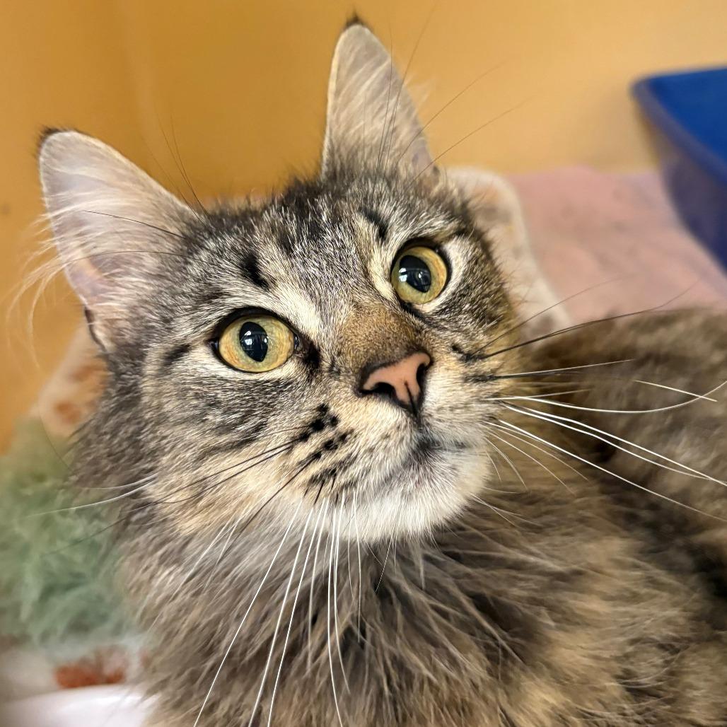 Peach, Adoptable, Adult Female Domestic Long Hair.