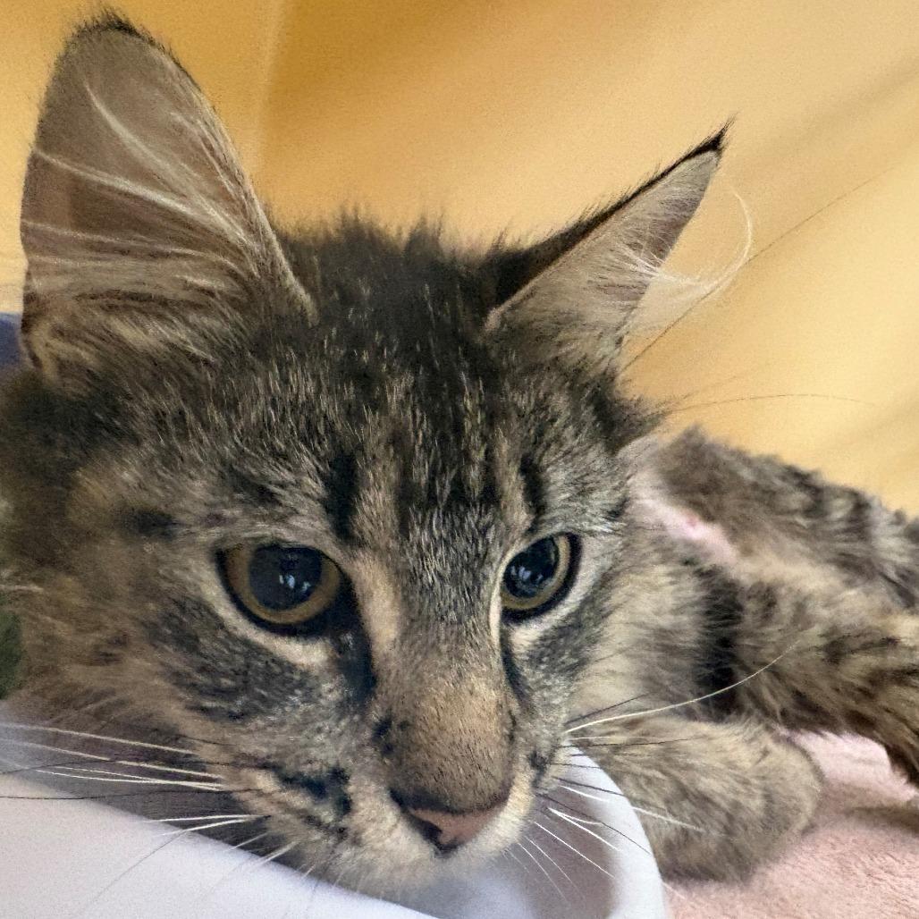 Enlarge Peach, a Adoptable Domestic Long Hair in East Hanover, NJ image 2/4