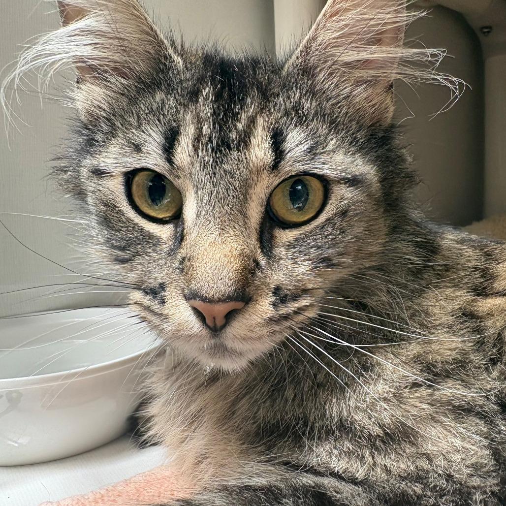 Enlarge Peach, a Adoptable Domestic Long Hair in East Hanover, NJ image 3/4