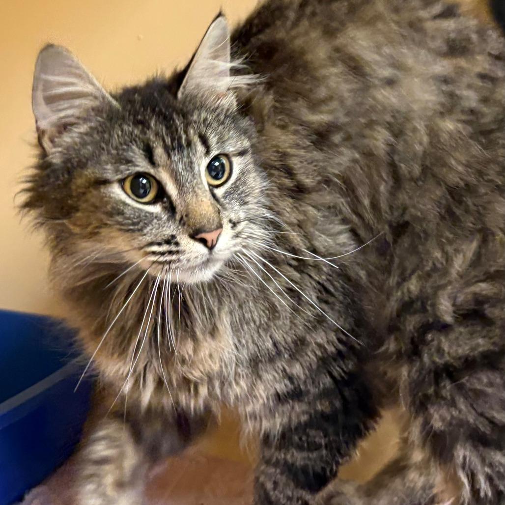 Enlarge Peach, a Adoptable Domestic Long Hair in East Hanover, NJ image 4/4