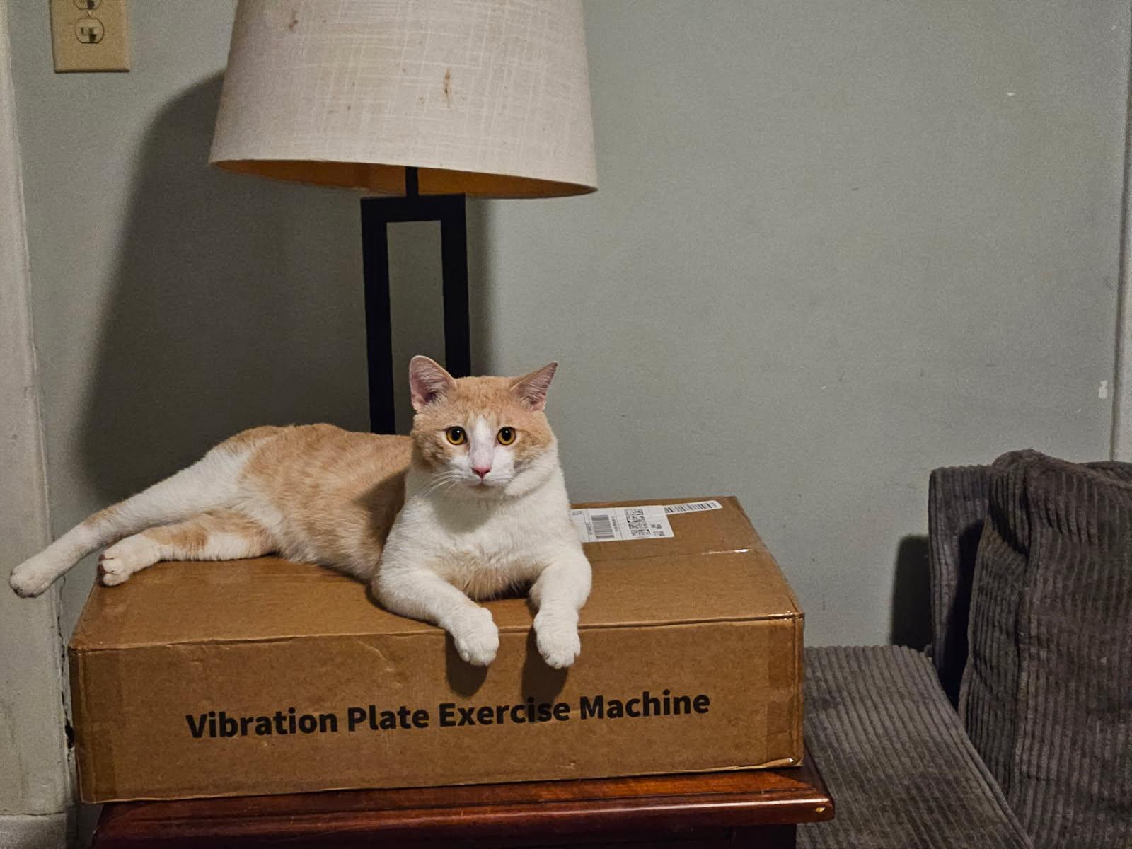 Matthew, ADOPTABLE, Adult Male Domestic Short Hair.
