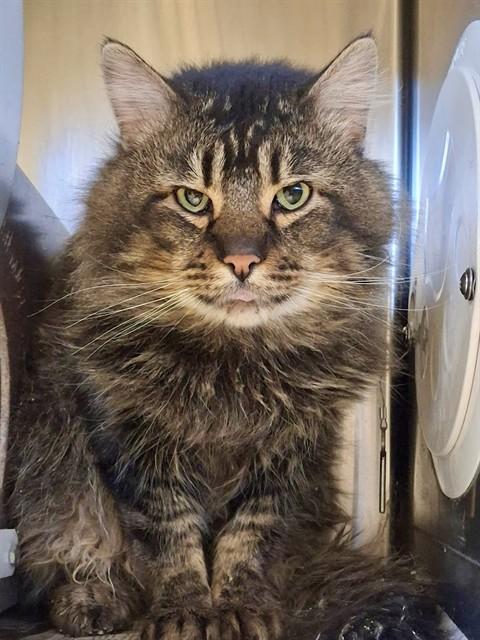 GOLIATH, Adoptable, Young Male Domestic Long Hair.