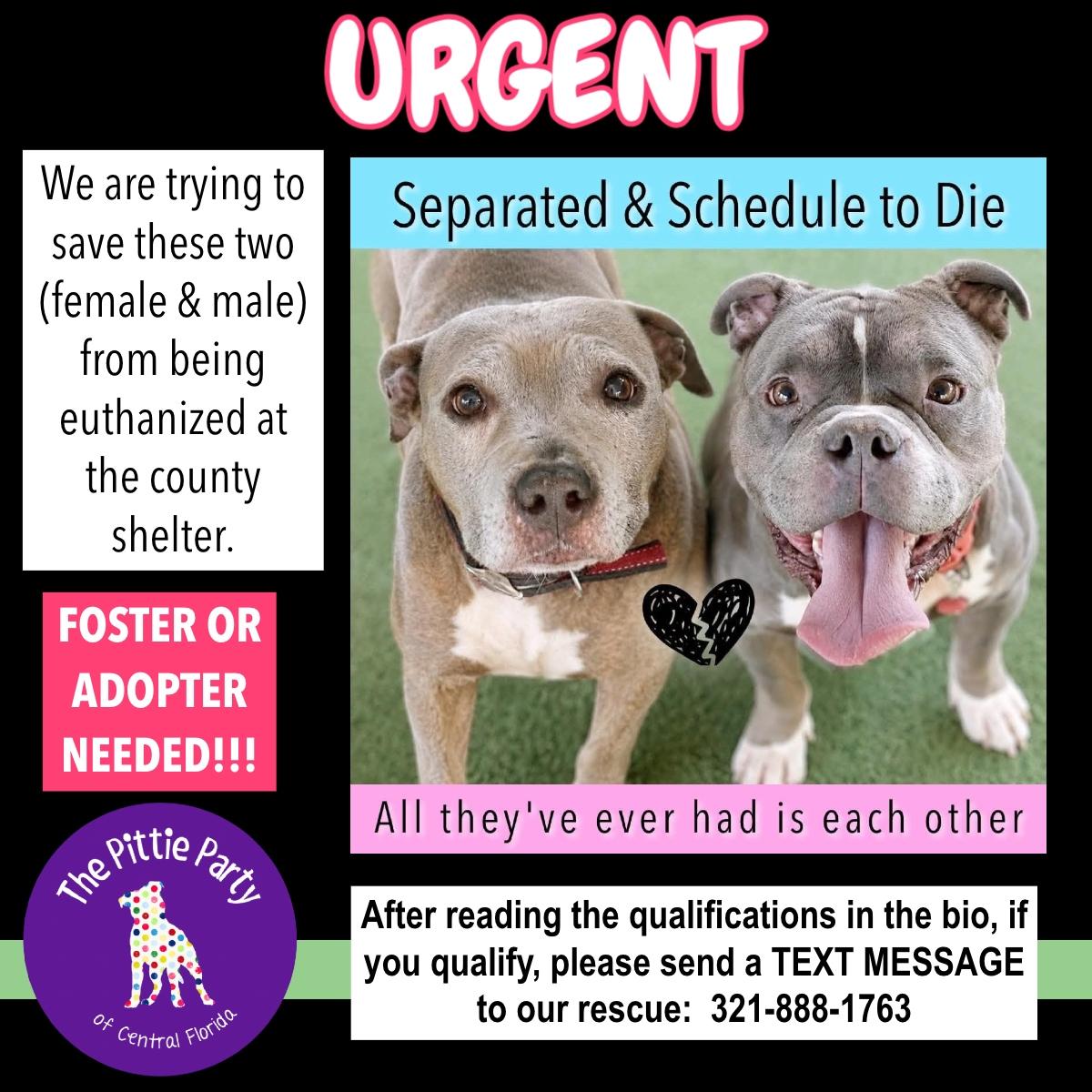 Enlarge URGENT WILL DIE, a ADOPTABLE American Bully in Kissimmee, FL image 2/2