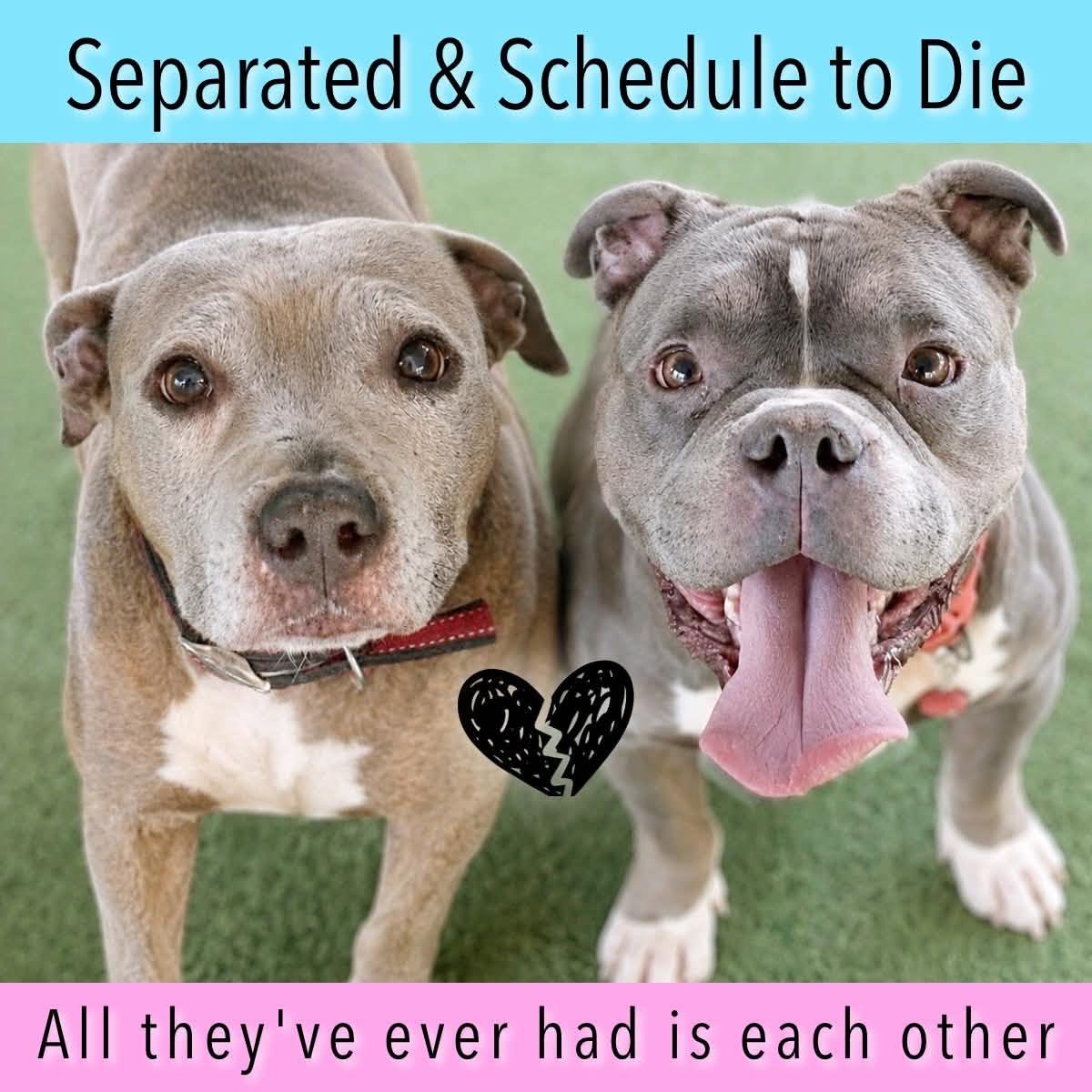 URGENT WILL DIE, ADOPTABLE, Adult Female American Bully.