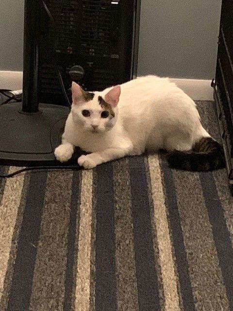 Enlarge CASPER aka Cute Butt, a Adoptable mixed breed in Southaven, MS image 2/3