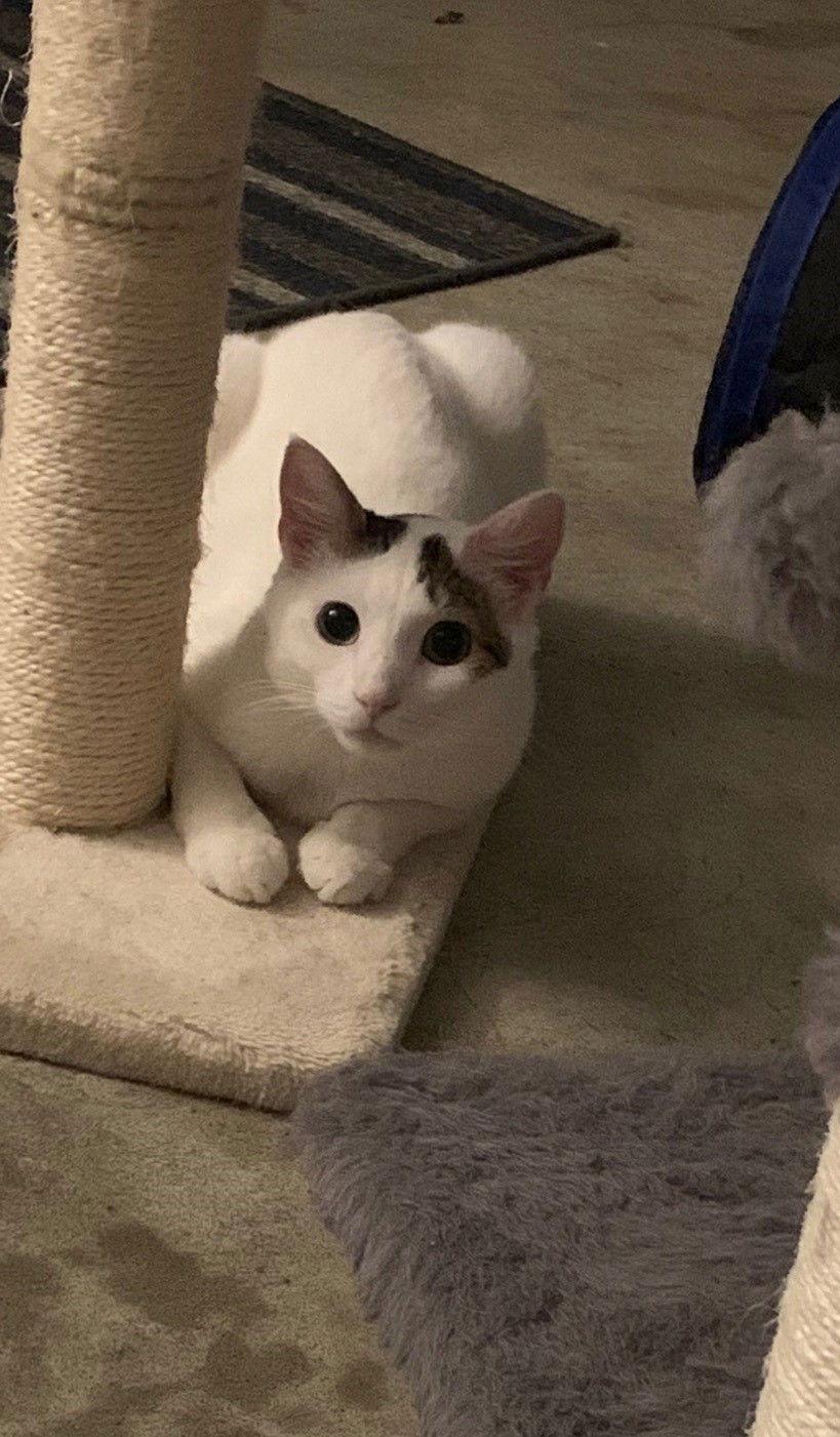 Enlarge CASPER aka Cute Butt, a Adoptable mixed breed in Southaven, MS image 3/3