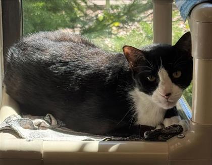 Babi, Adoptable, Senior Male Domestic Short Hair & Domestic Short Hair.
