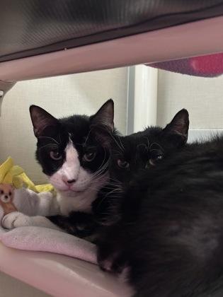 Enlarge Babi, a Adoptable mixed breed in Bellevue, WA image 2/3