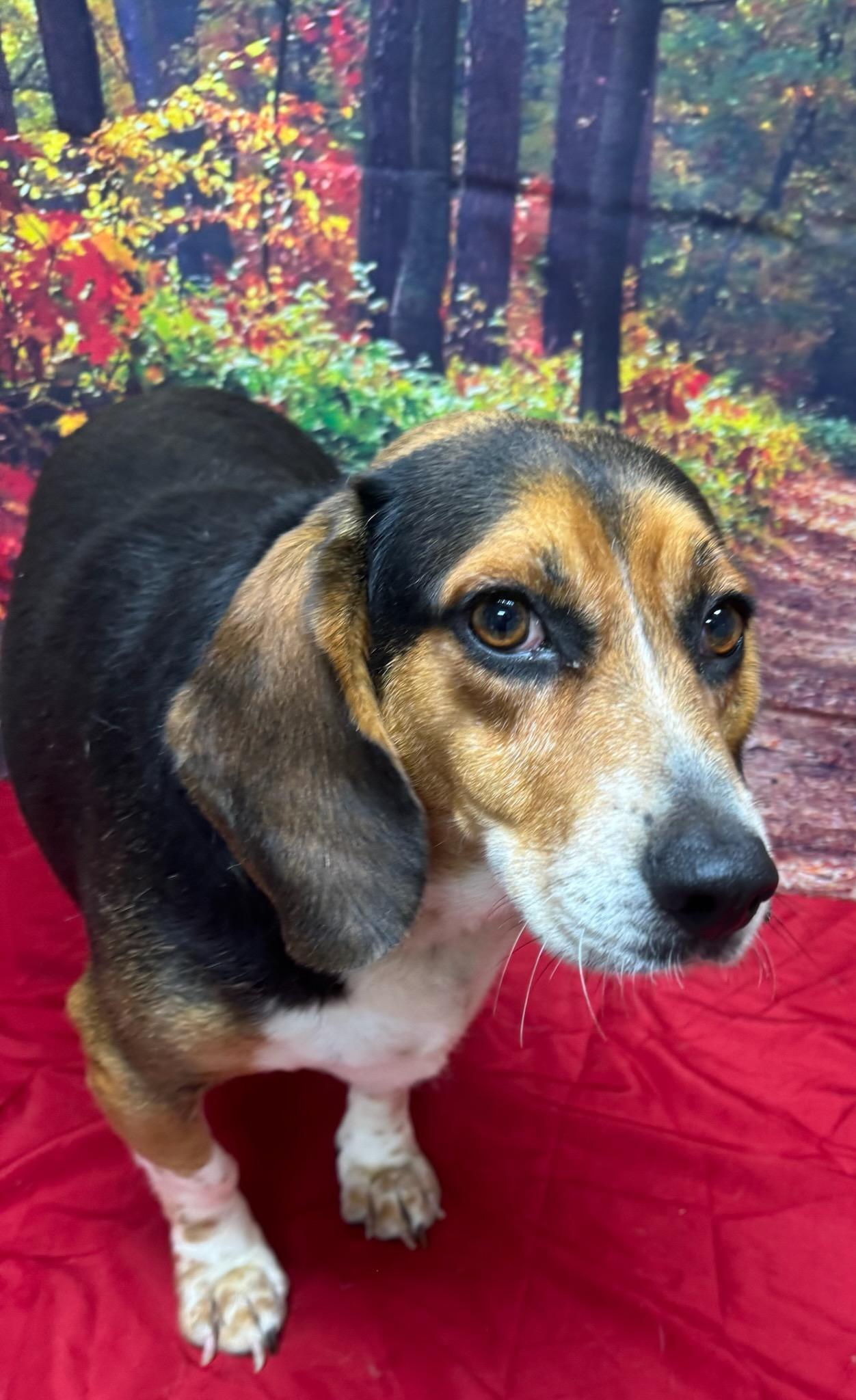 Bo Beagle