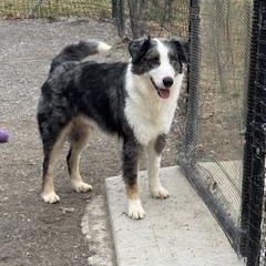 Enlarge Hank, a ADOPTABLE Australian Shepherd in Maynardville, TN image 1/1